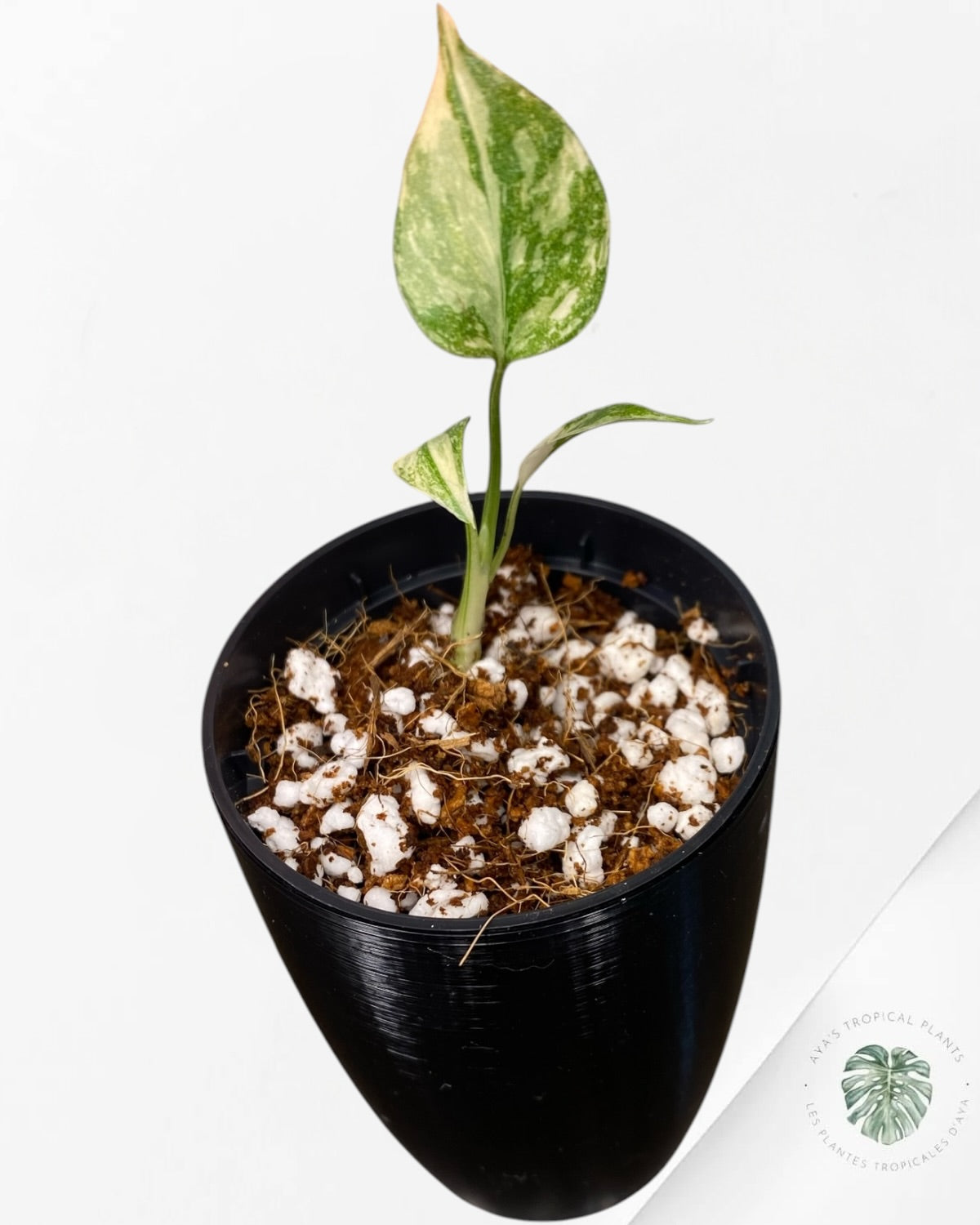 Monstera Thai Constellation Creme Brûlée