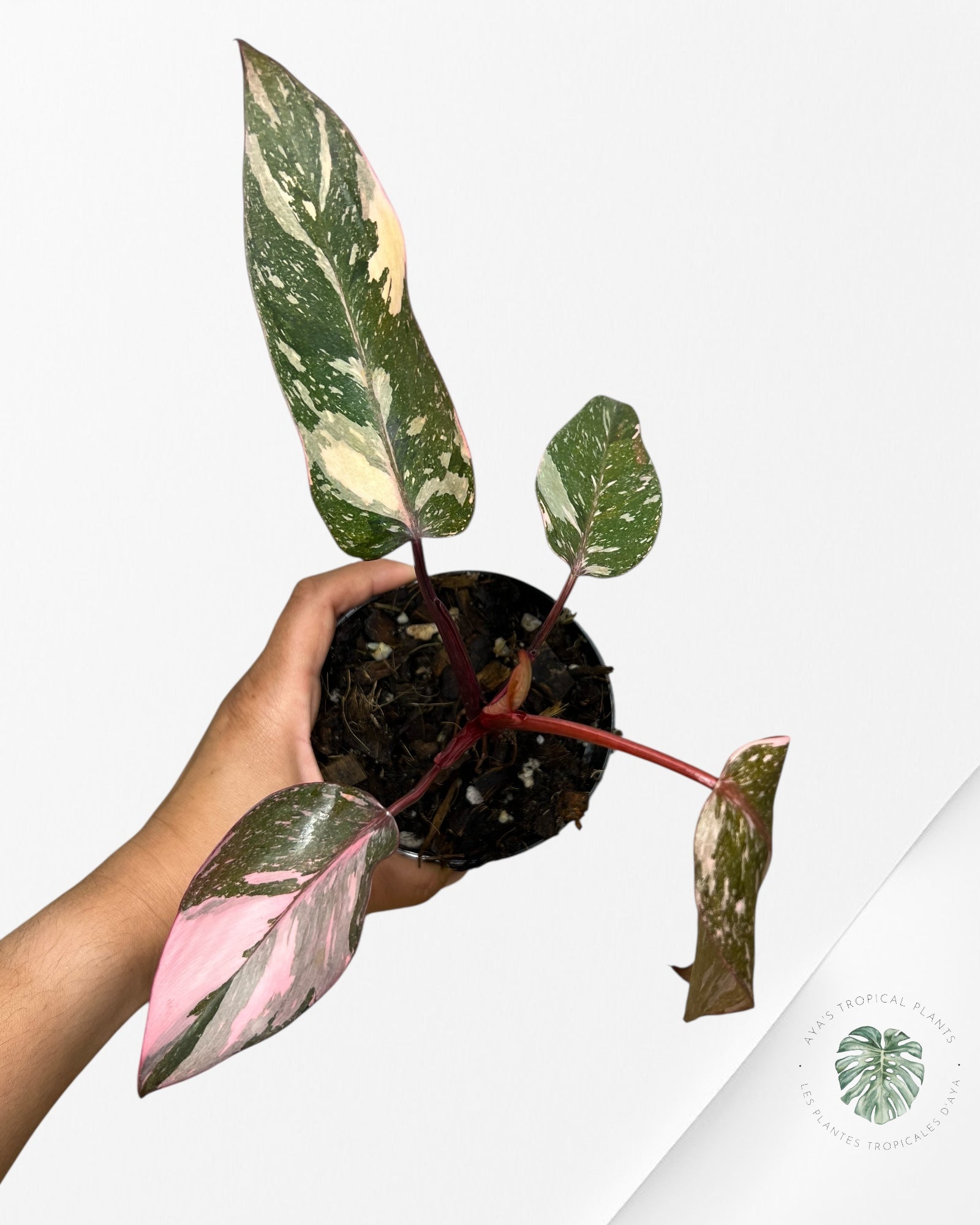 Philodendron 'Pink Princess Galaxy - F4