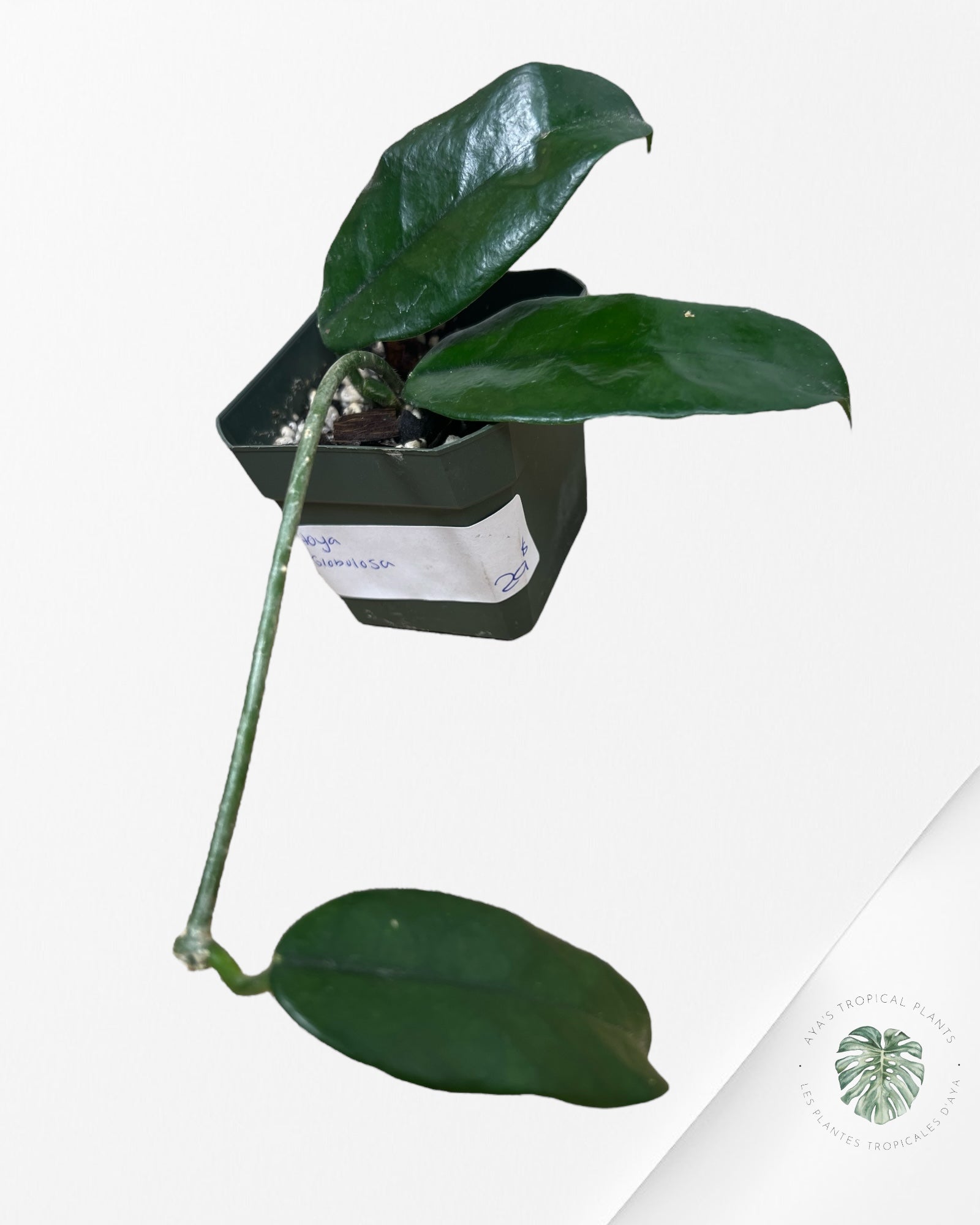 Hoya globulosa
