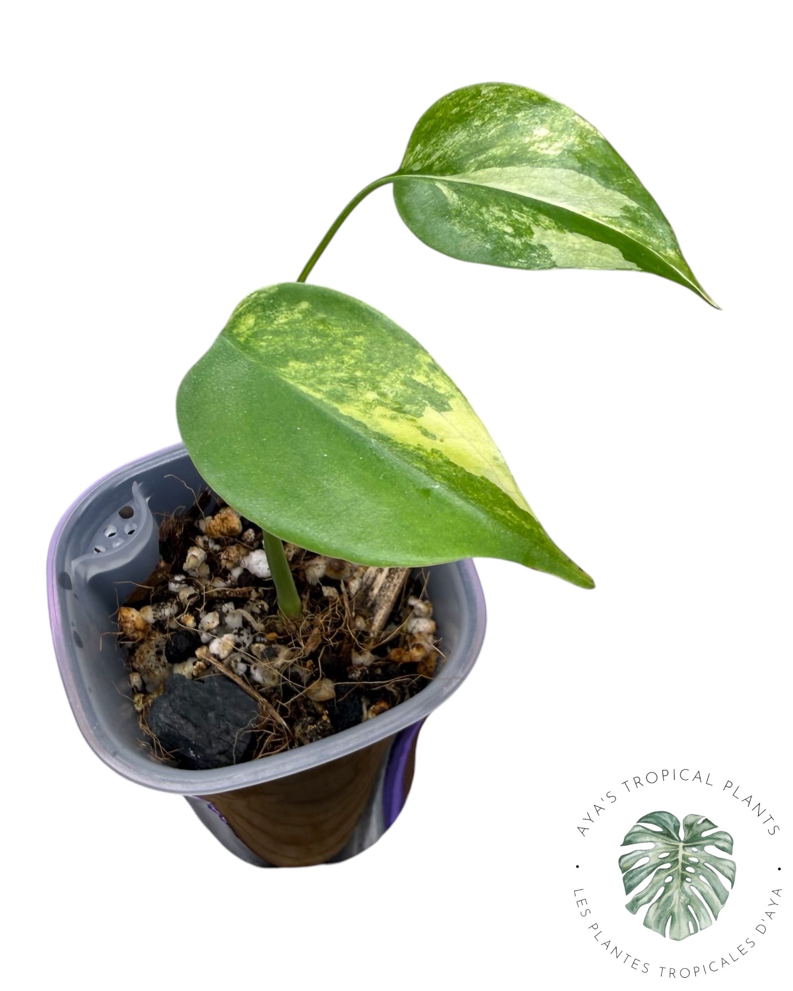 Monstera Aurea Variegated