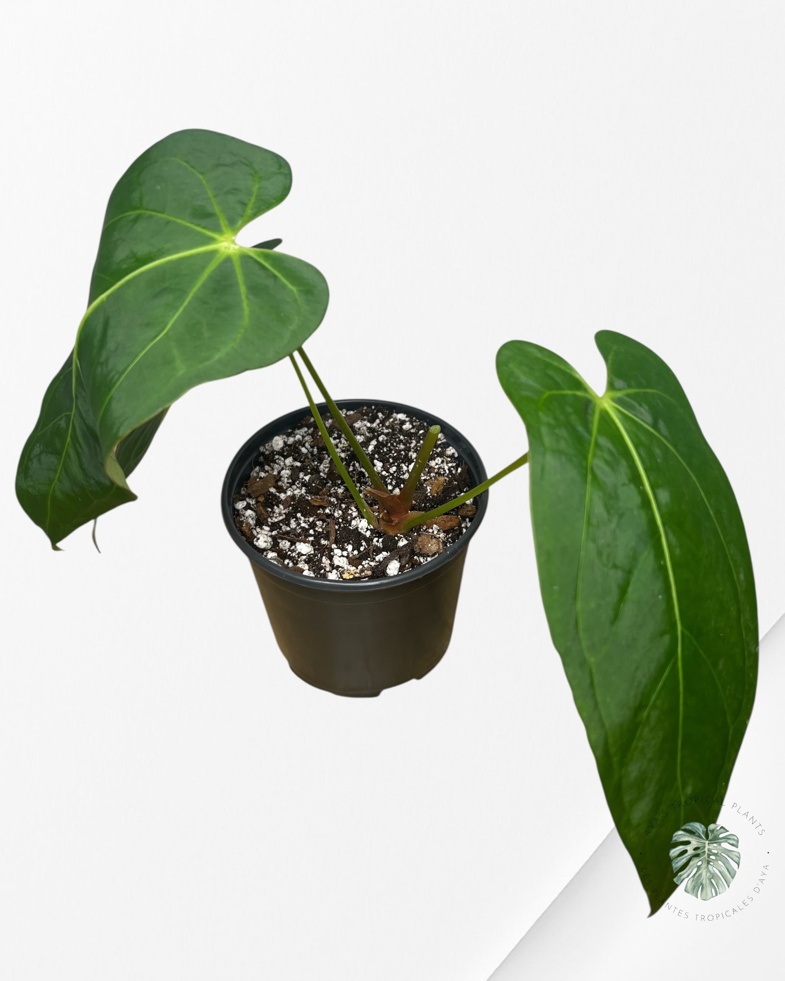 Anthurium 'Ace of Spades' x papillilaminum Fort Sherman' - AF1