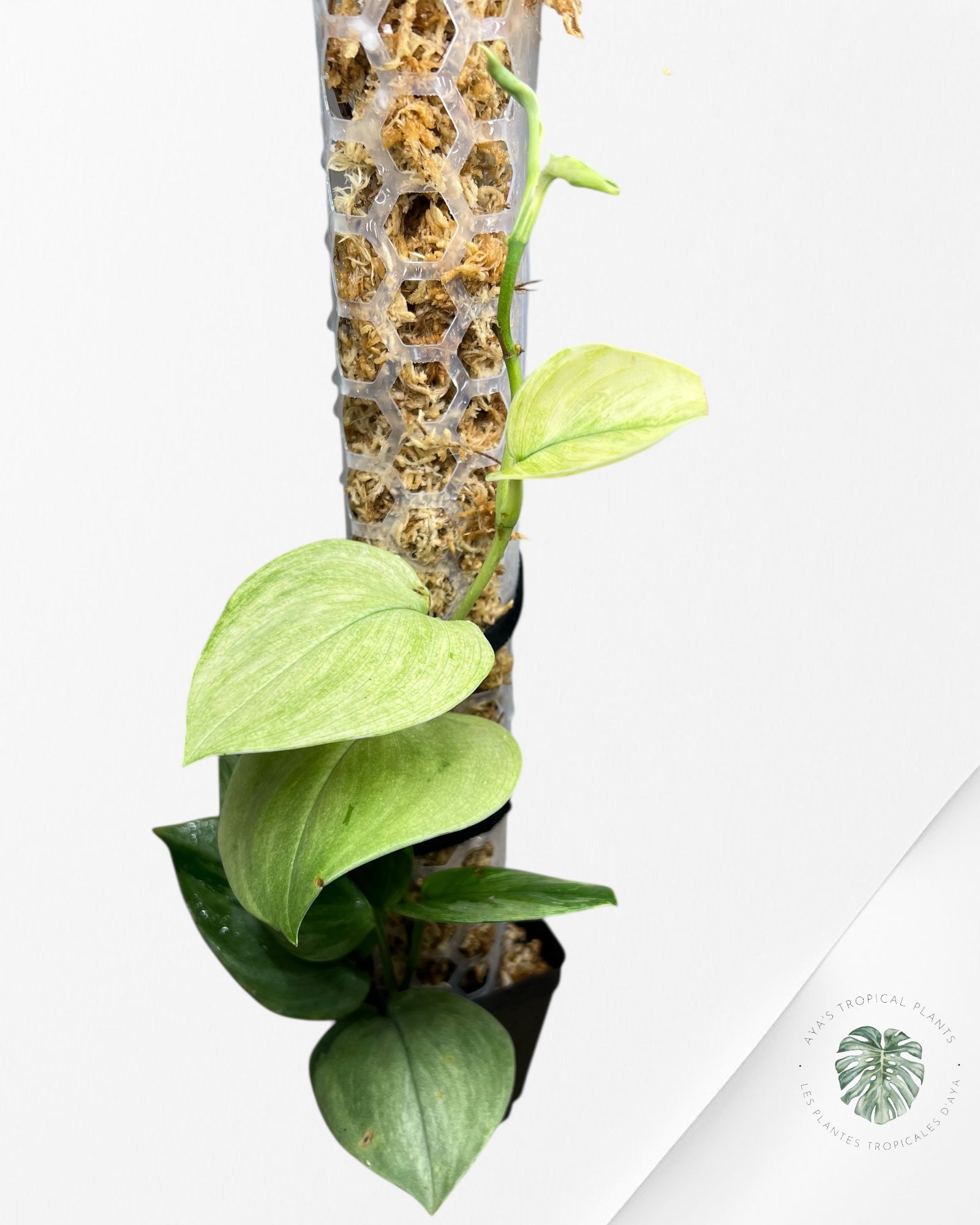 Scindapsus Treubii Moonlight White Mint - STM06