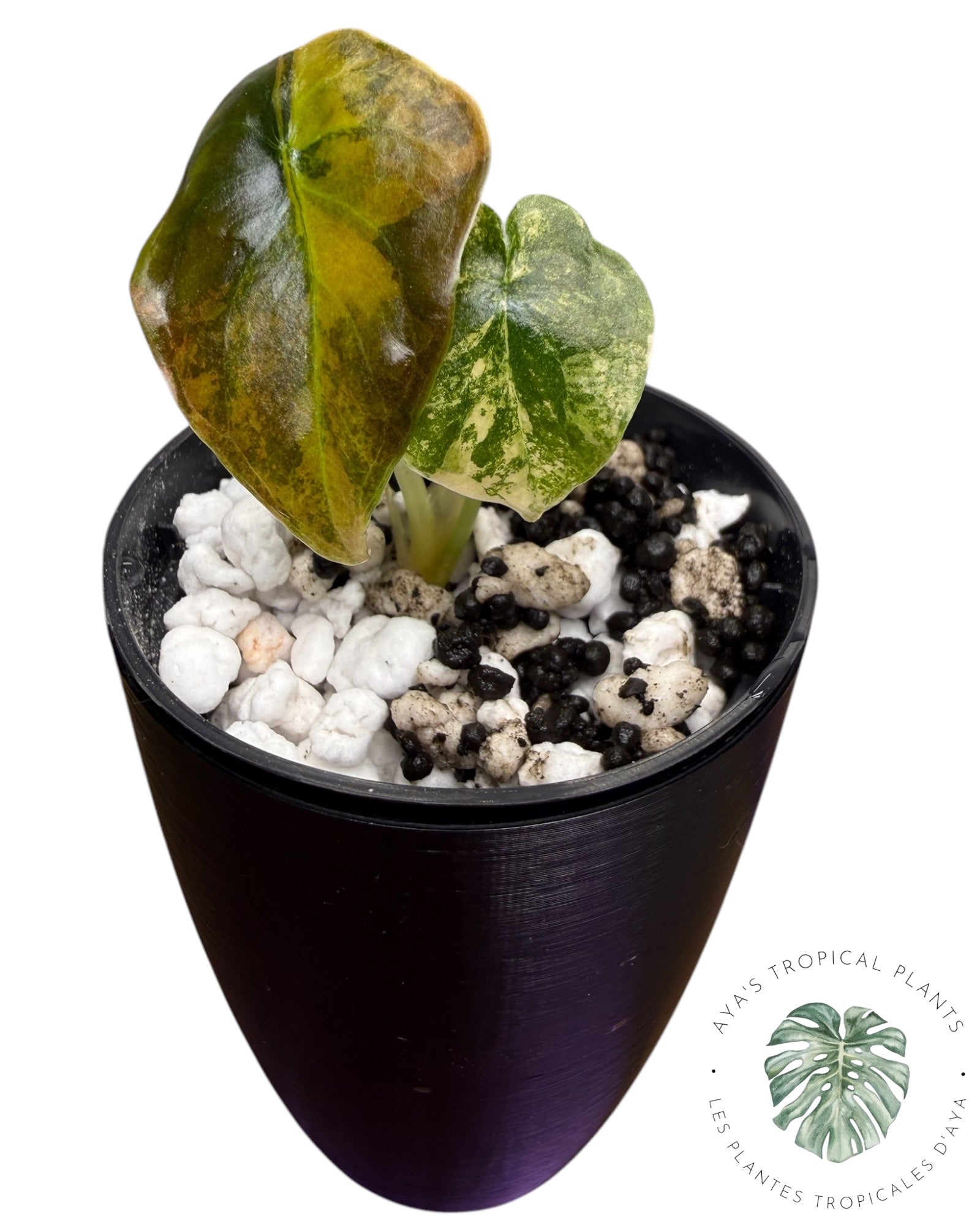 Alocasia Cuprea Golden Latte