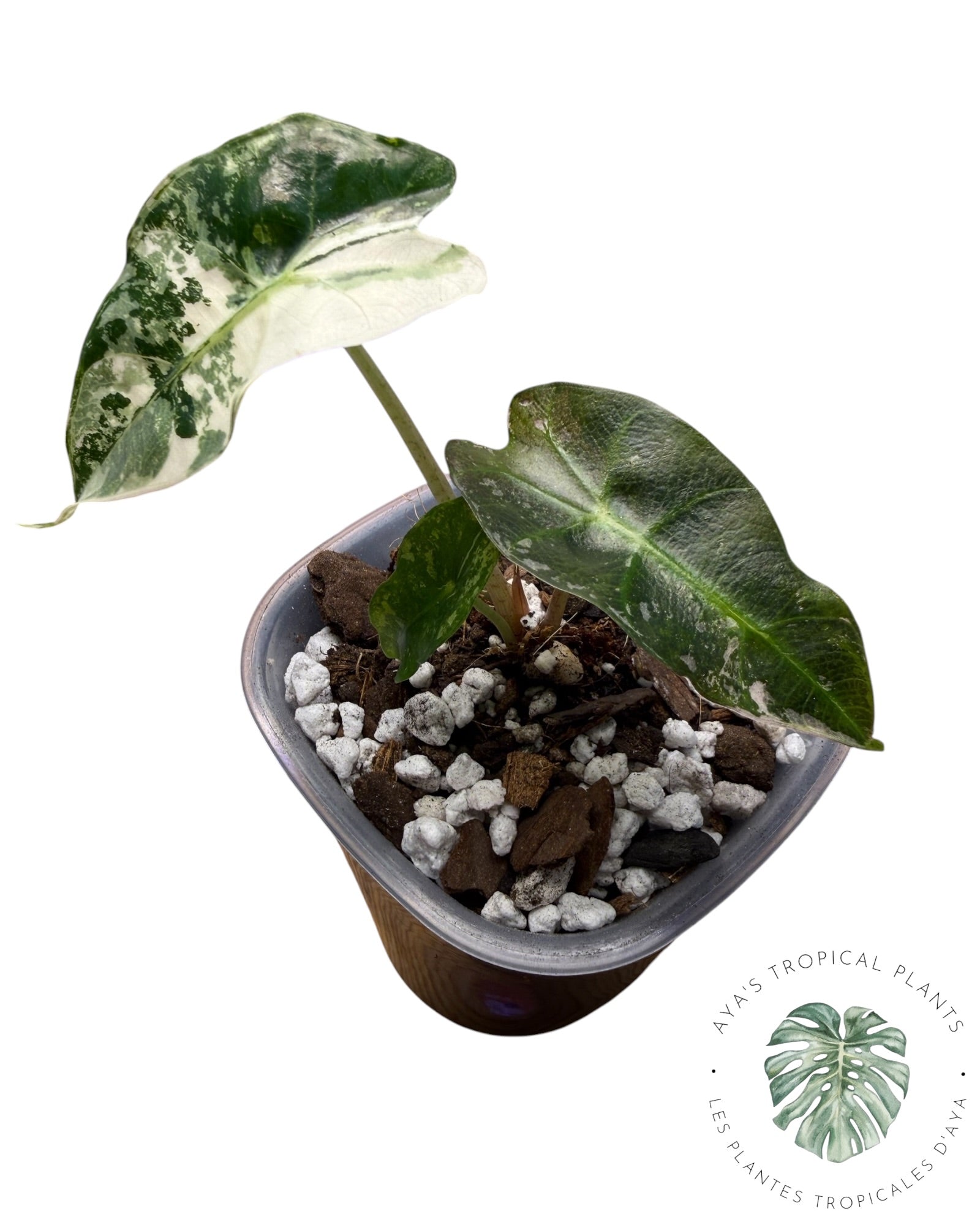 Alocasia Polly Pink Snowflake (Catégorie A)