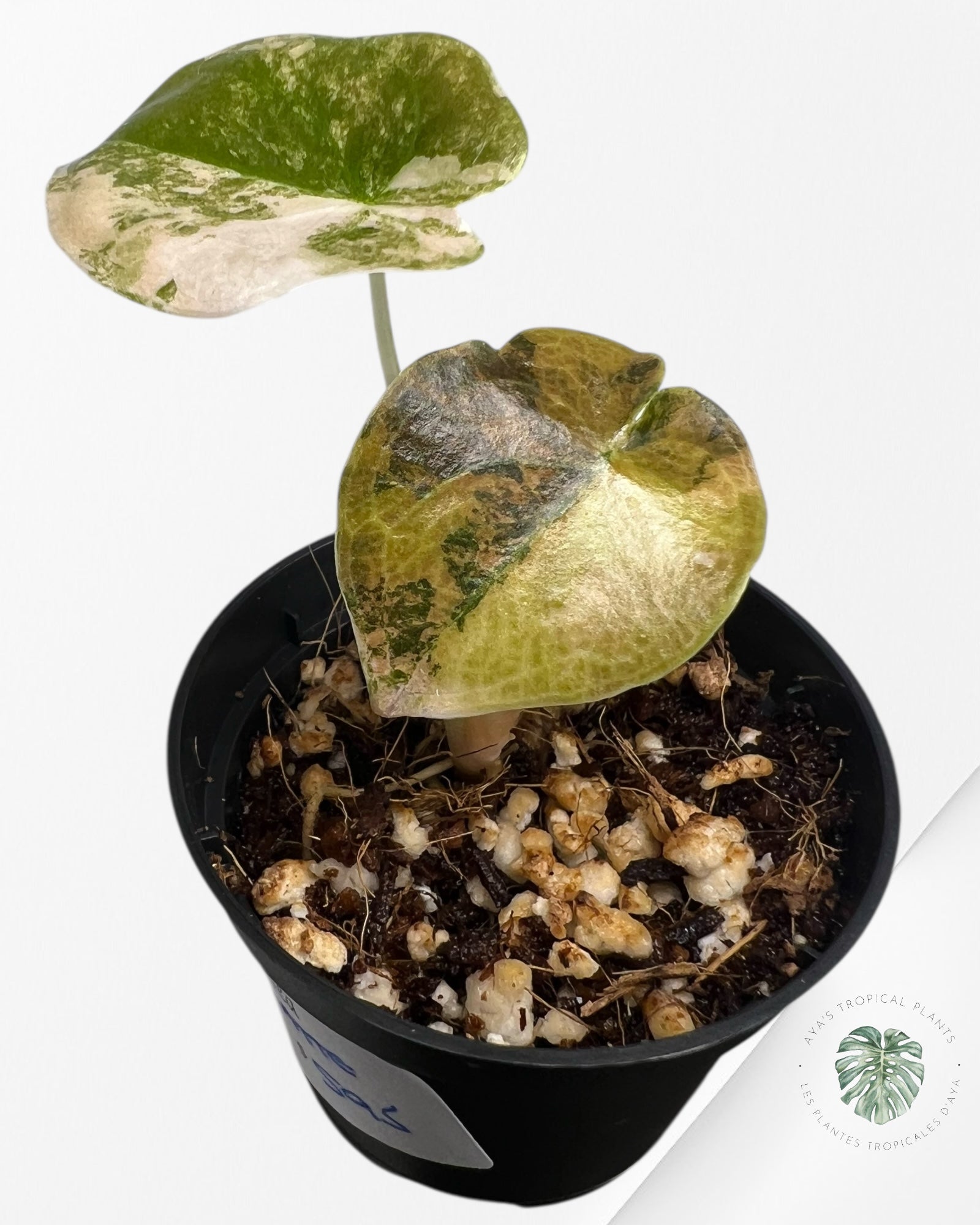 Alocasia Cuprea Golden Latté - 100