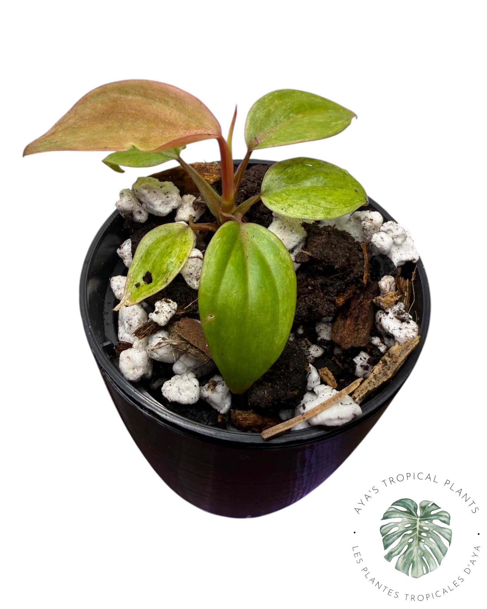 Philodendron Micans Panaché – Tons roses