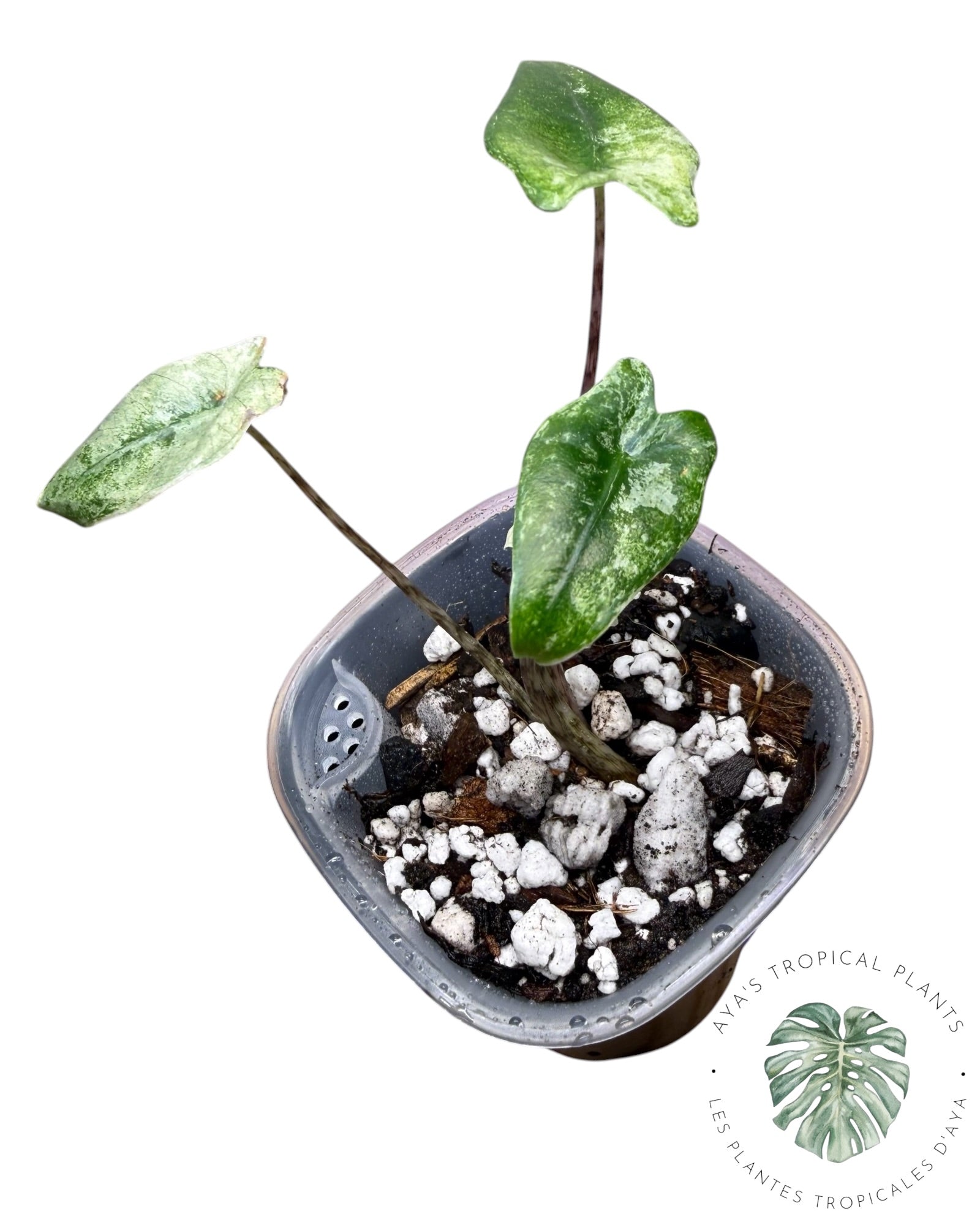 Alocasia Zebrina Mint