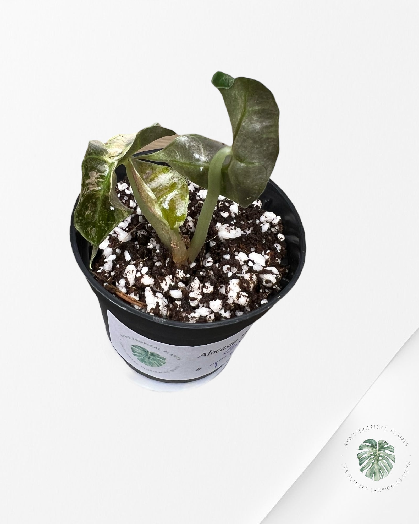 Alocasia Polly Variegata (Rose A Grade) - T4