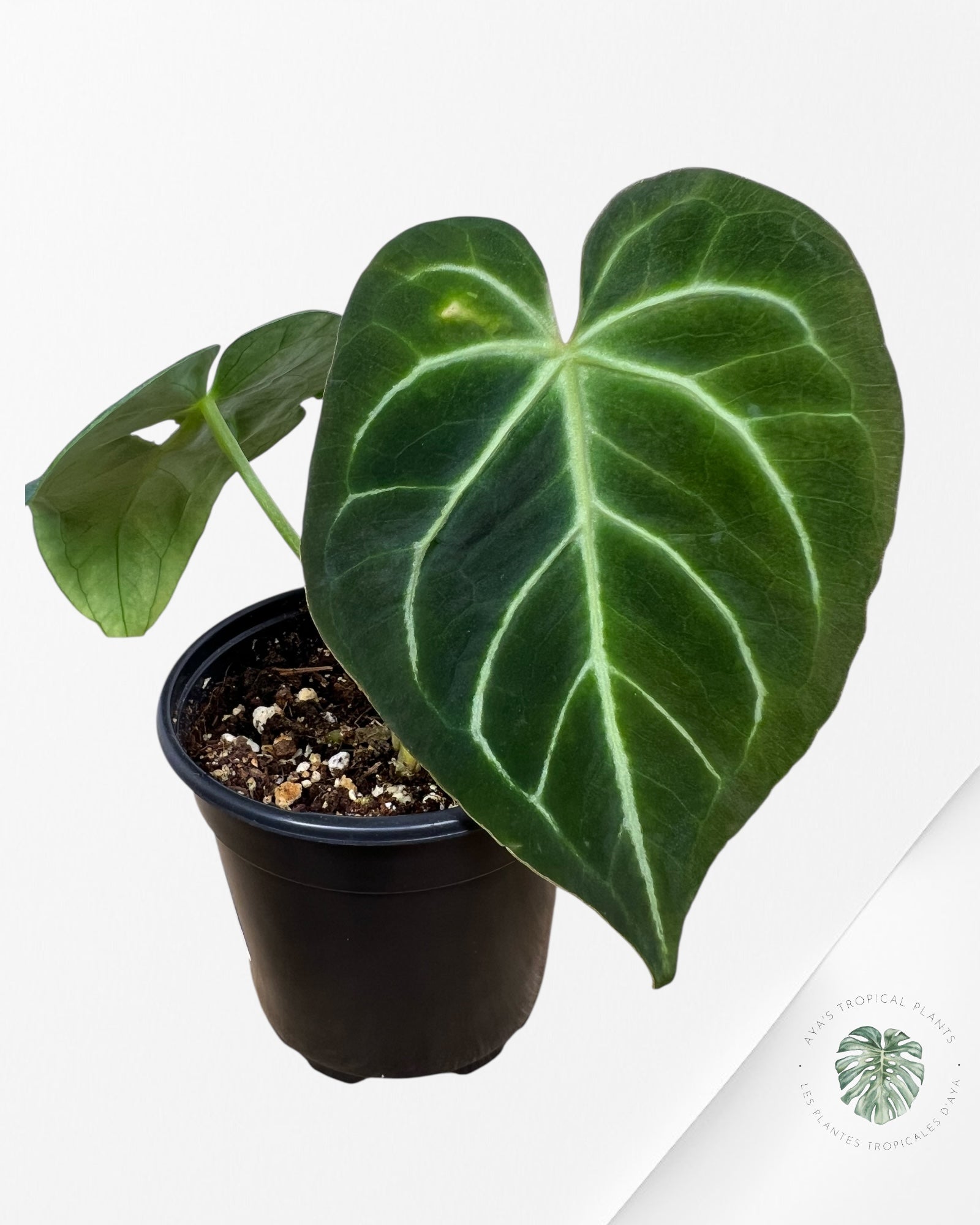 Anthurium Magnificum hybride - G
