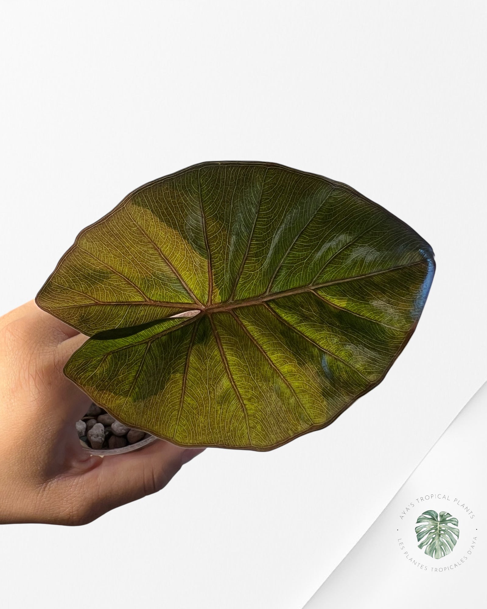 Alocasia Yucatan Aurea - 6