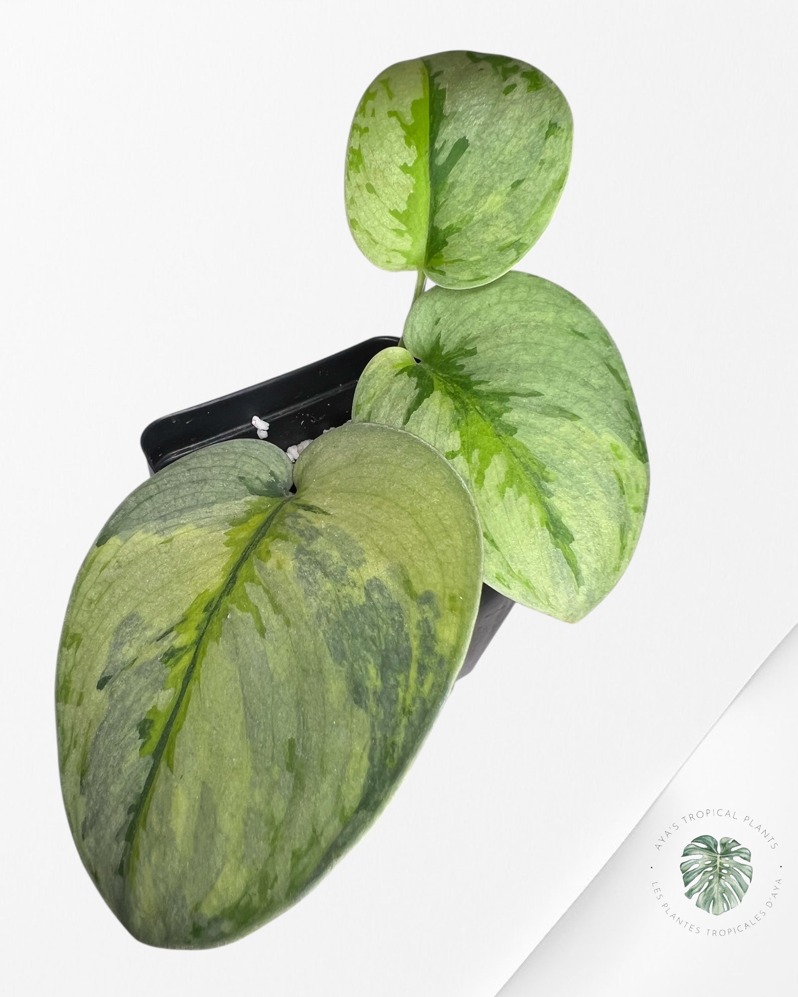 Scindapsus Yupa