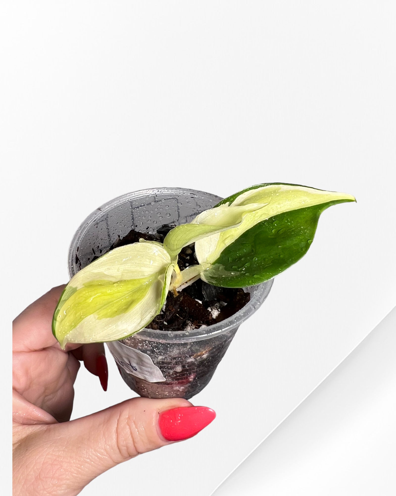 Philodendron Hederaceum 'Gabby' FLO22
