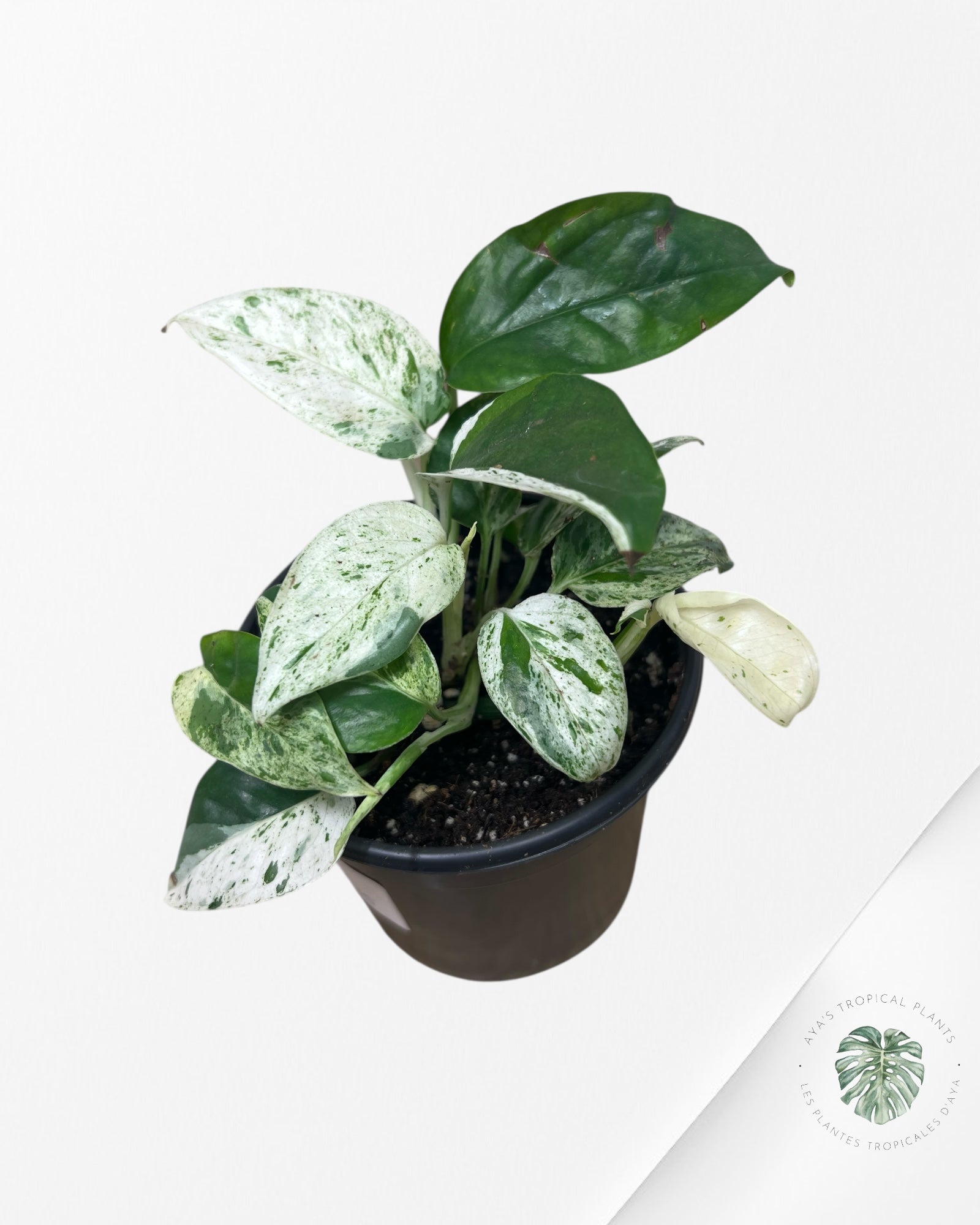 Marbre Epipremnum Pinnatum - E1