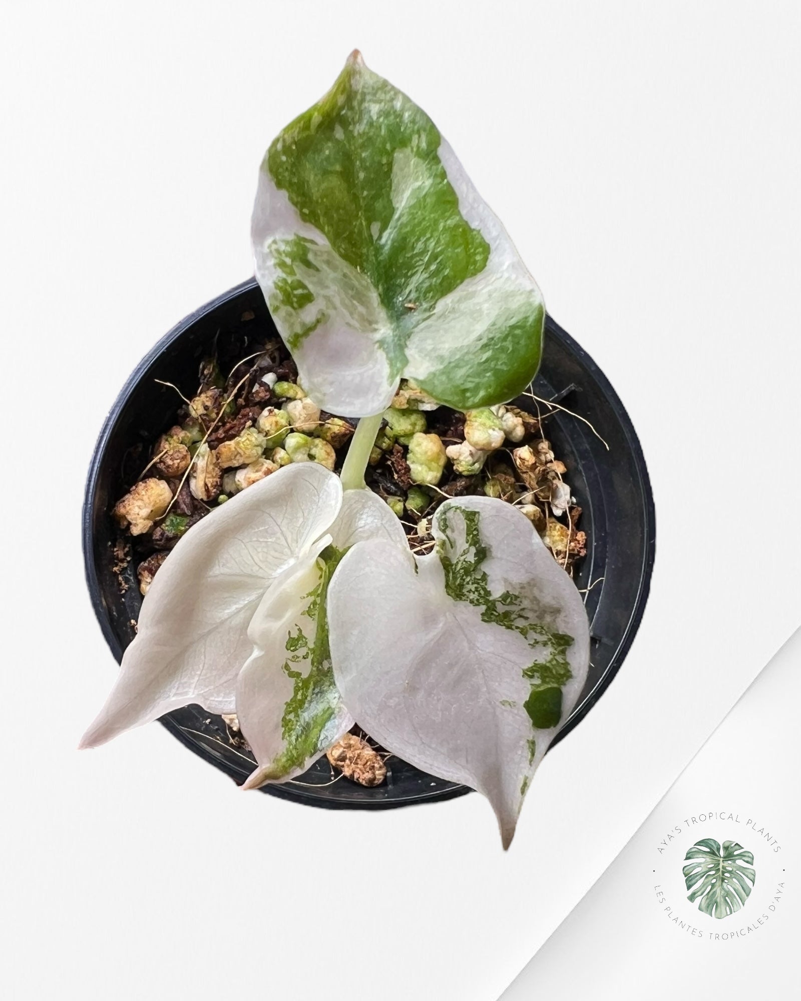 Alocasia Pseudo Sanderiana Albo/Rose - SA