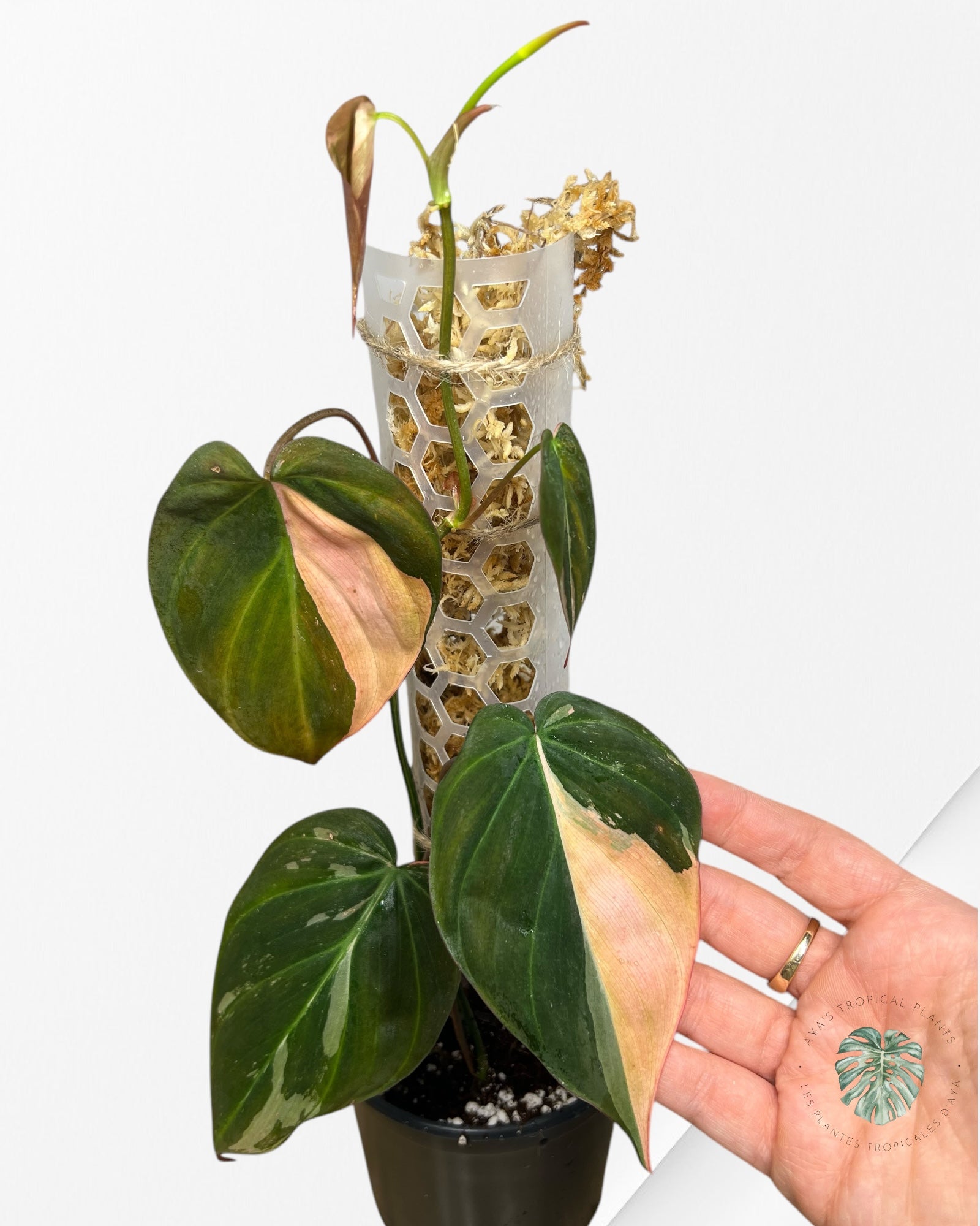 Philodendron Pink Micans PPM06