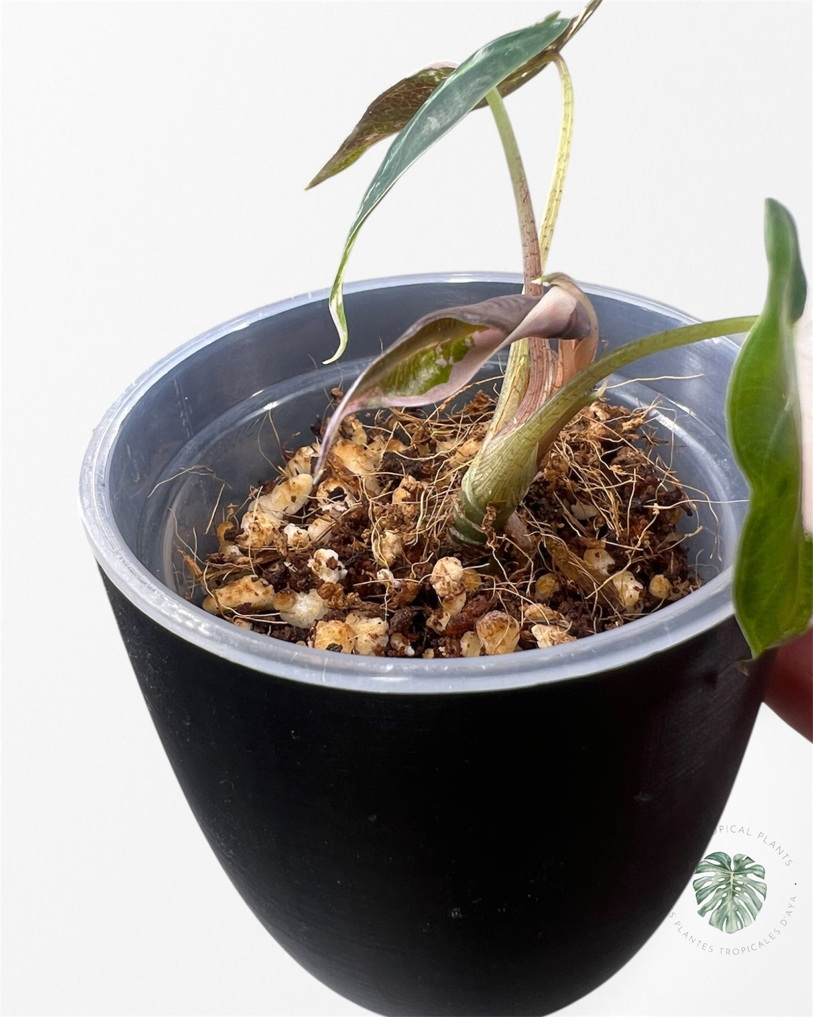 Alocasia Bambino Pink Variegated