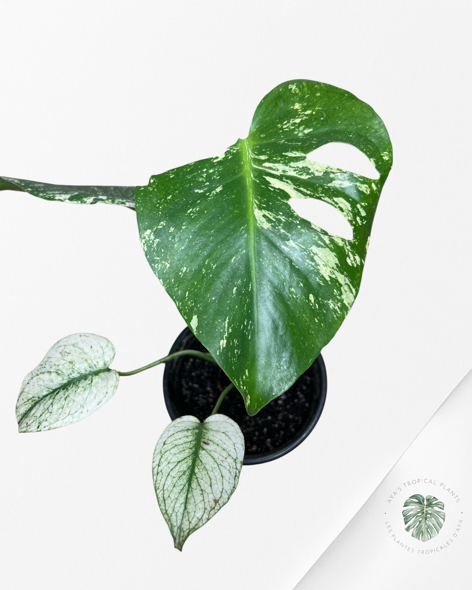 Monstera Mint - SP2