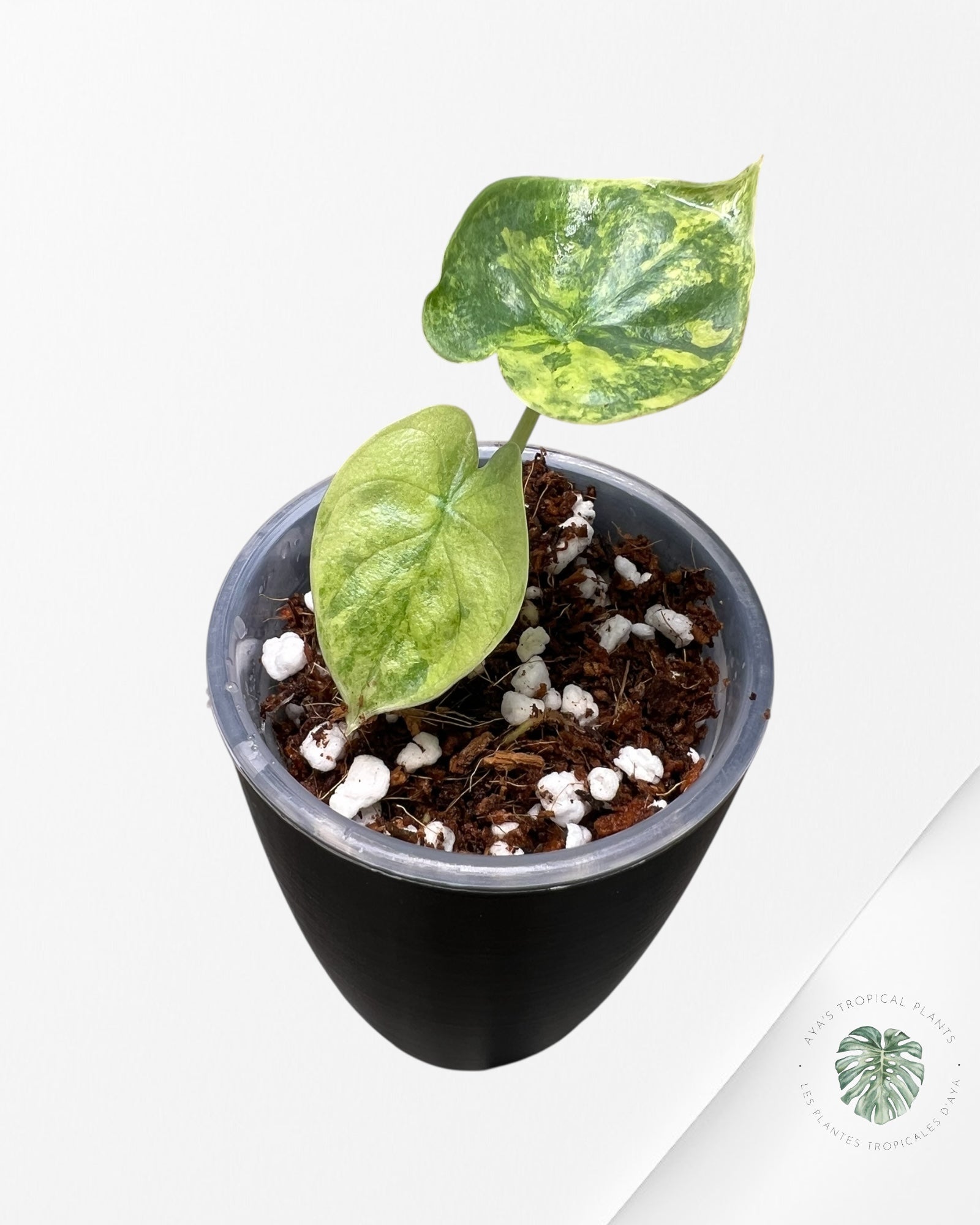 Alocasia Silver Dragon Aurea Variegated