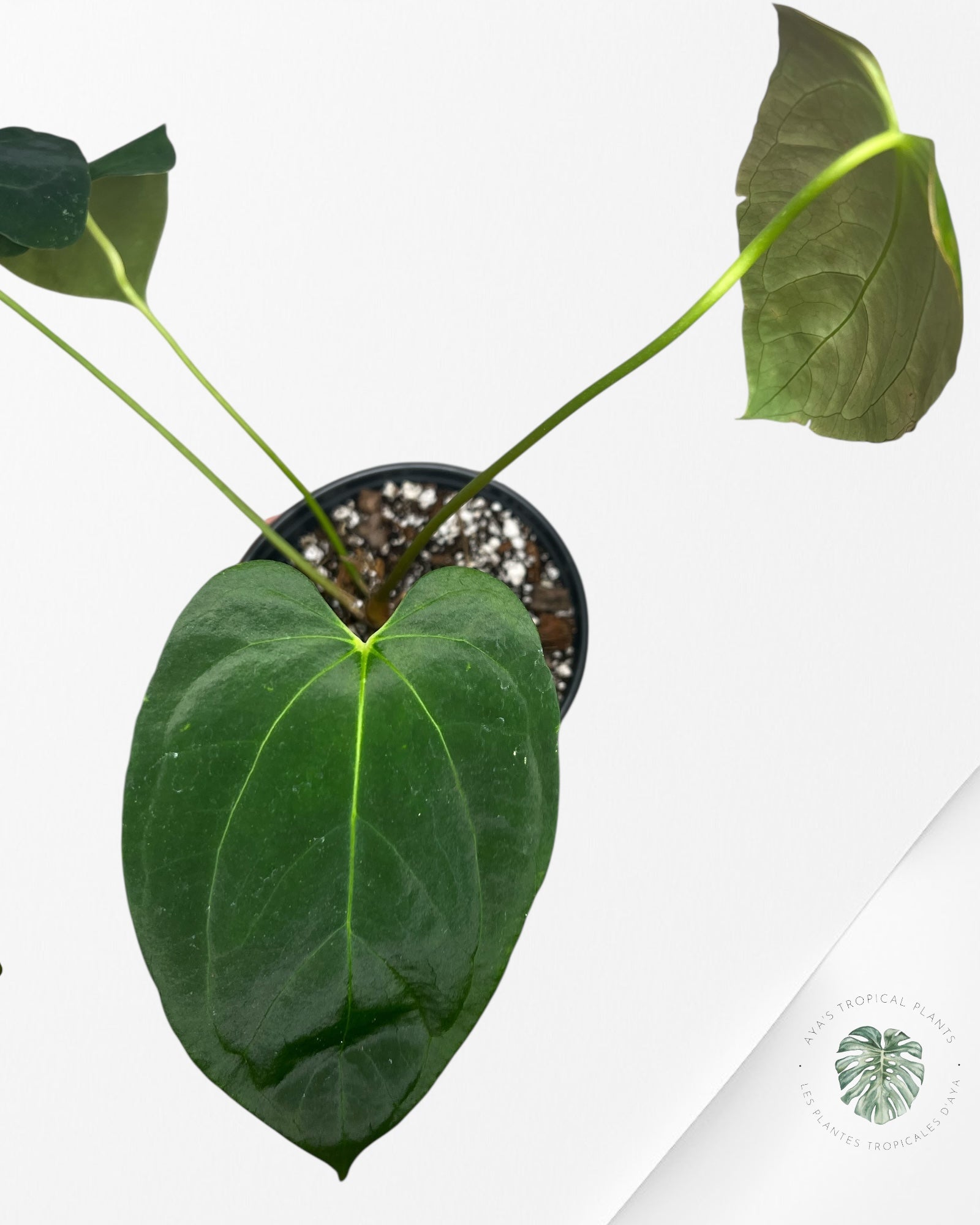 Anthurium 'Ace of Spades' x papillilaminum Fort Sherman' - AF2