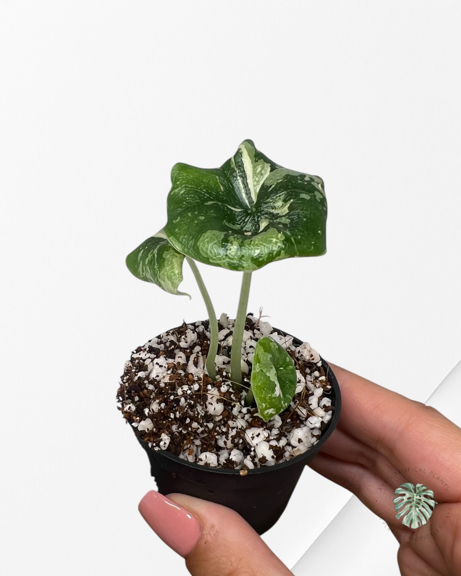 Alocasia Melo Albo Variagated-TC6
