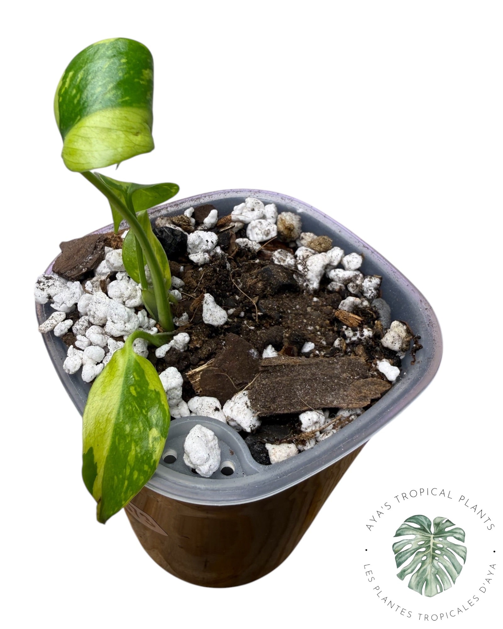 Monstera Deliciosa Électrolyte ROI