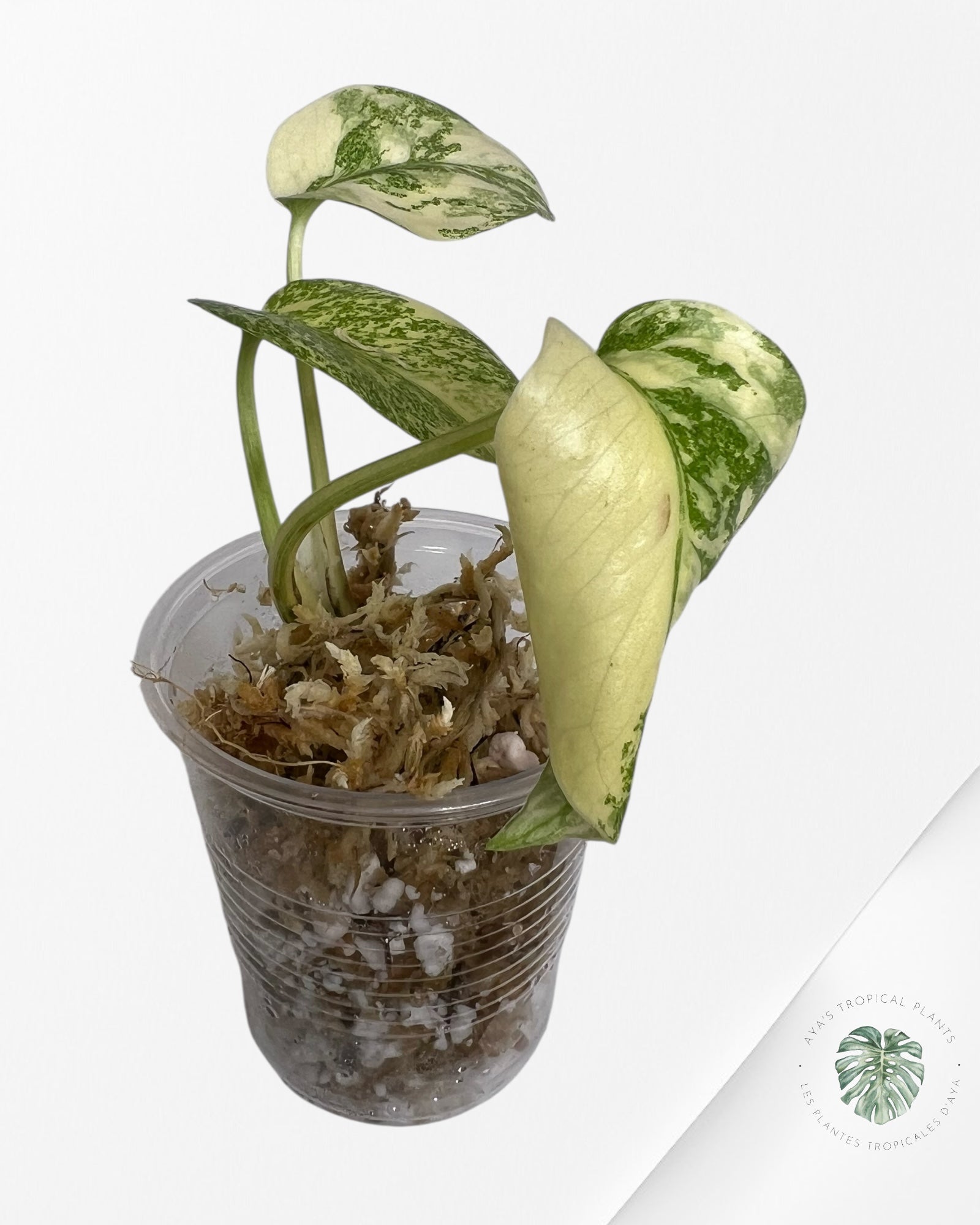 Monstera Thai Constellation Creme Brûlée (Grade A) - TC30