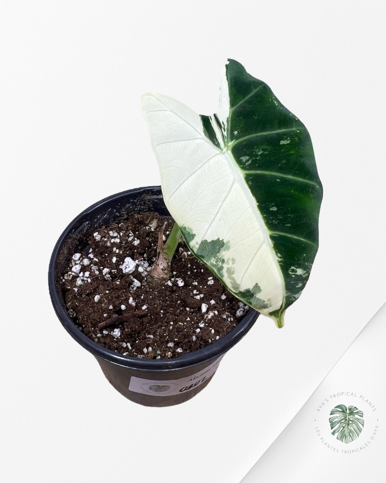 Alocasia Frydek Panaché 0002
