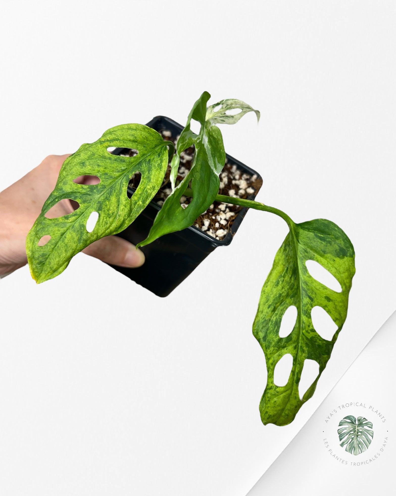 Monstera Frozen Freckle -LF2