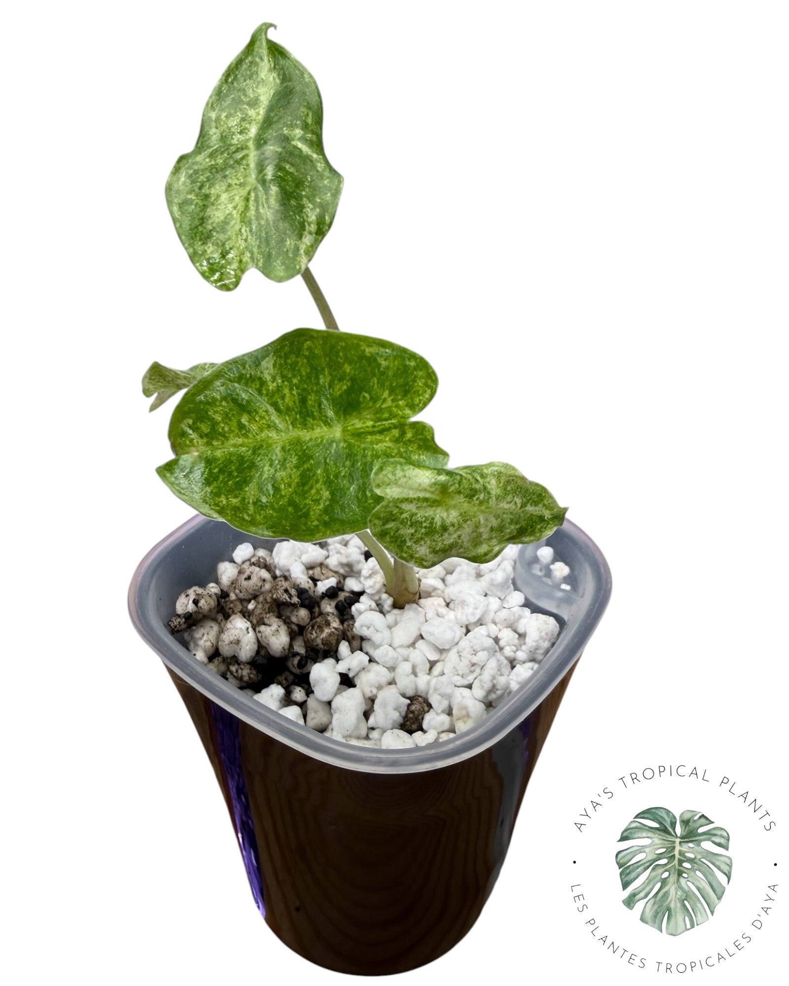 Alocasia Black Saturn Stardust