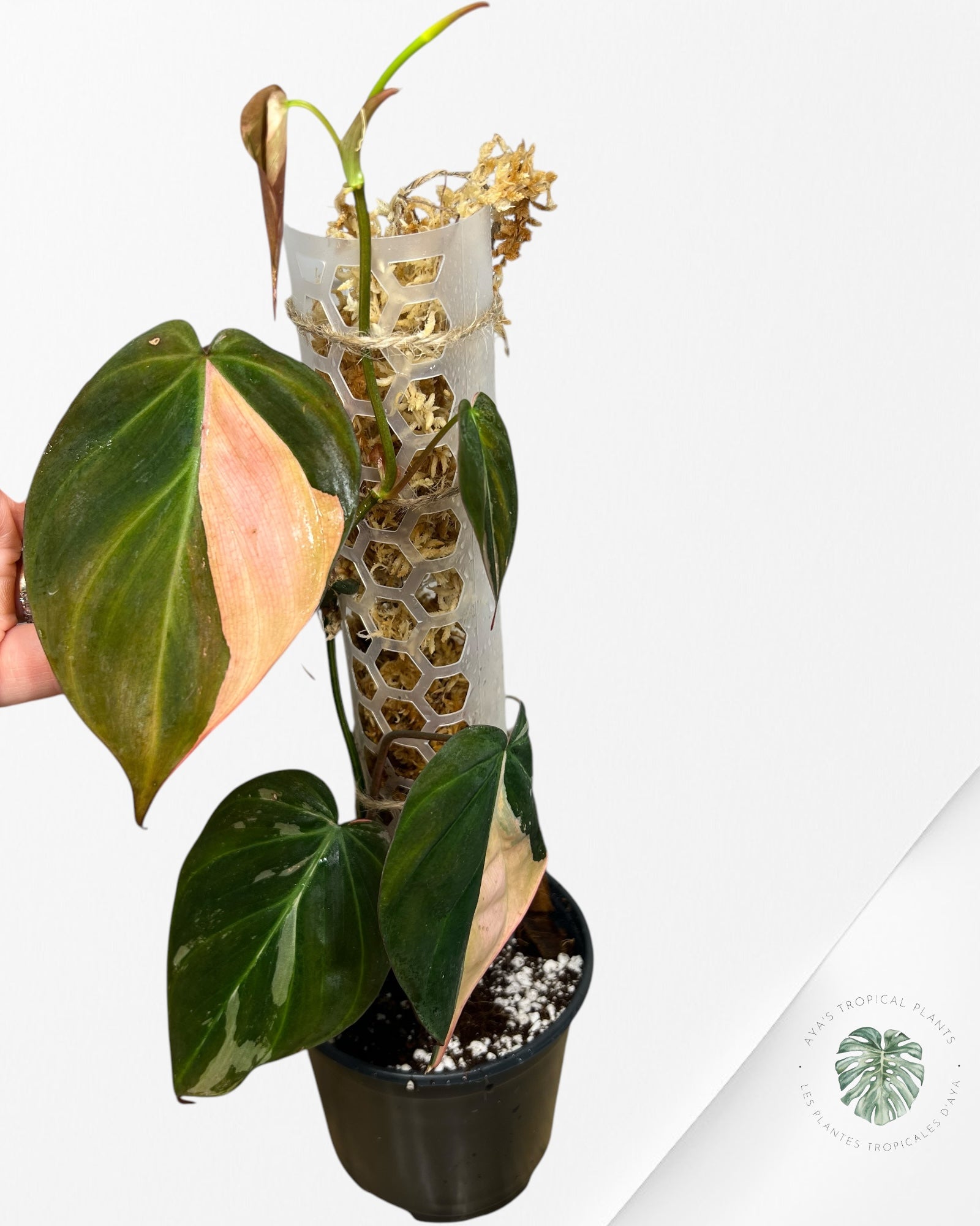 Philodendron Pink Micans PPM06