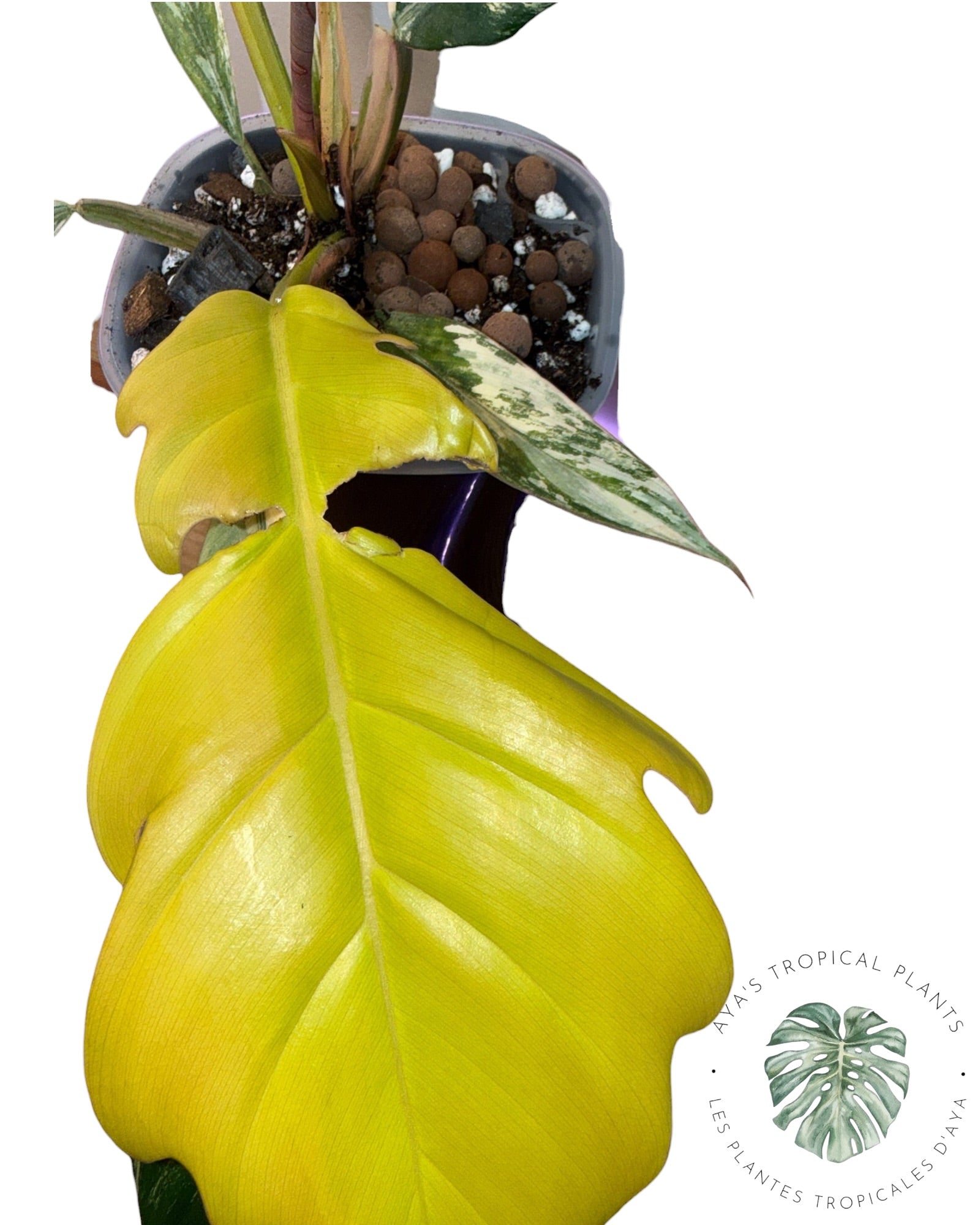 Philodendron Caramel Marble