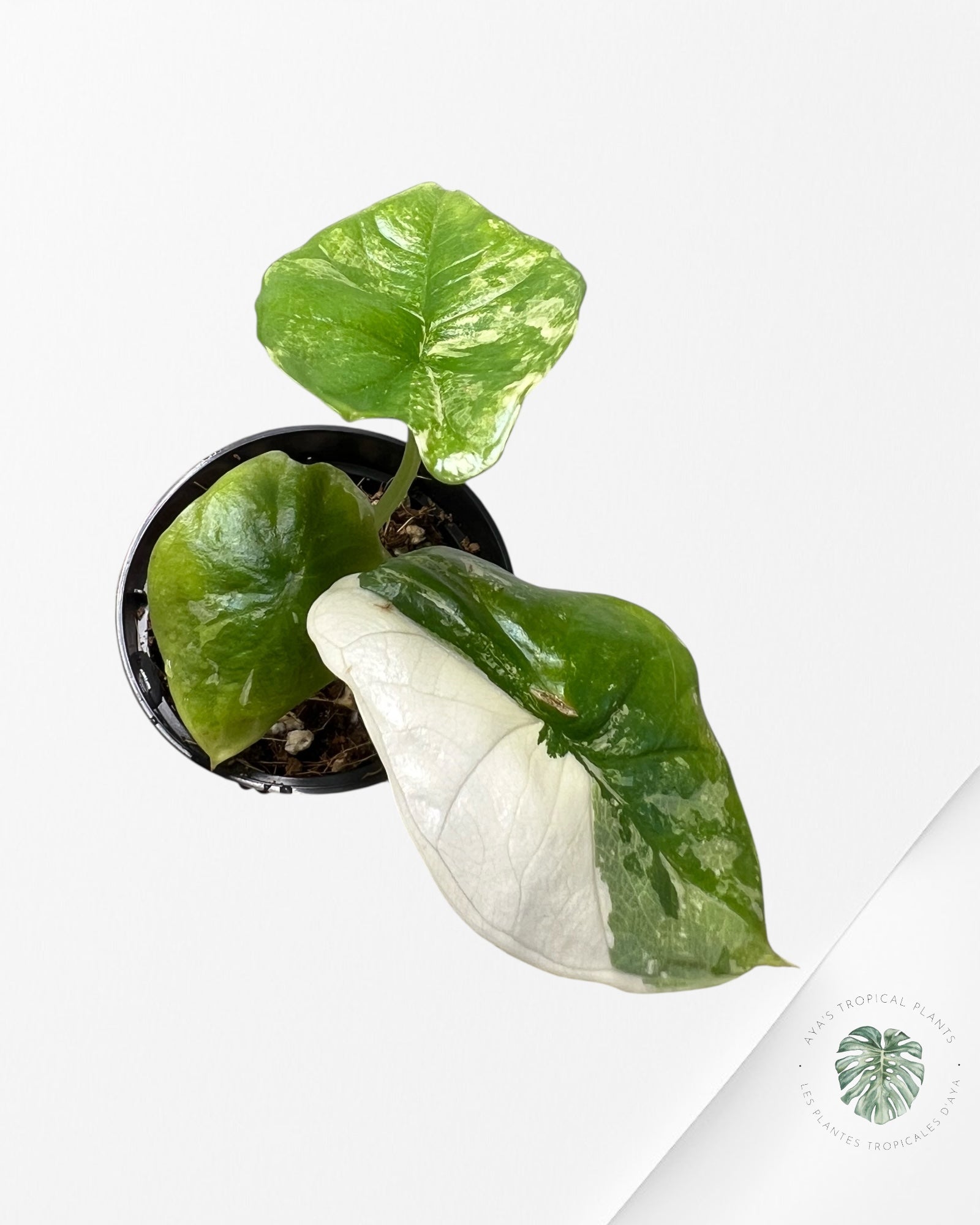 Alocasia Alocasia Bisma sp. 'Platinum' Albo Variegated- AP