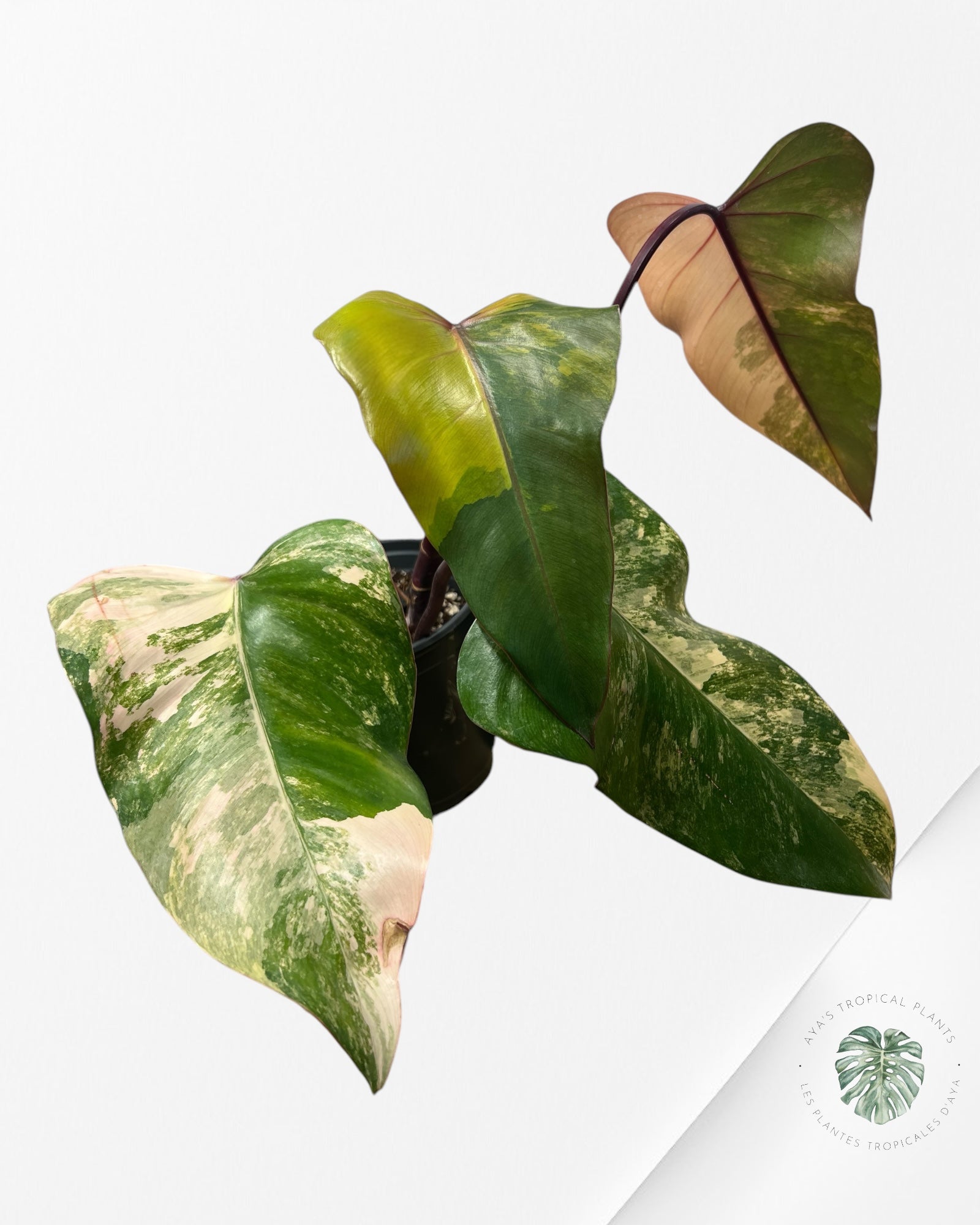 Philodendron Strawberry Shake - ME4
