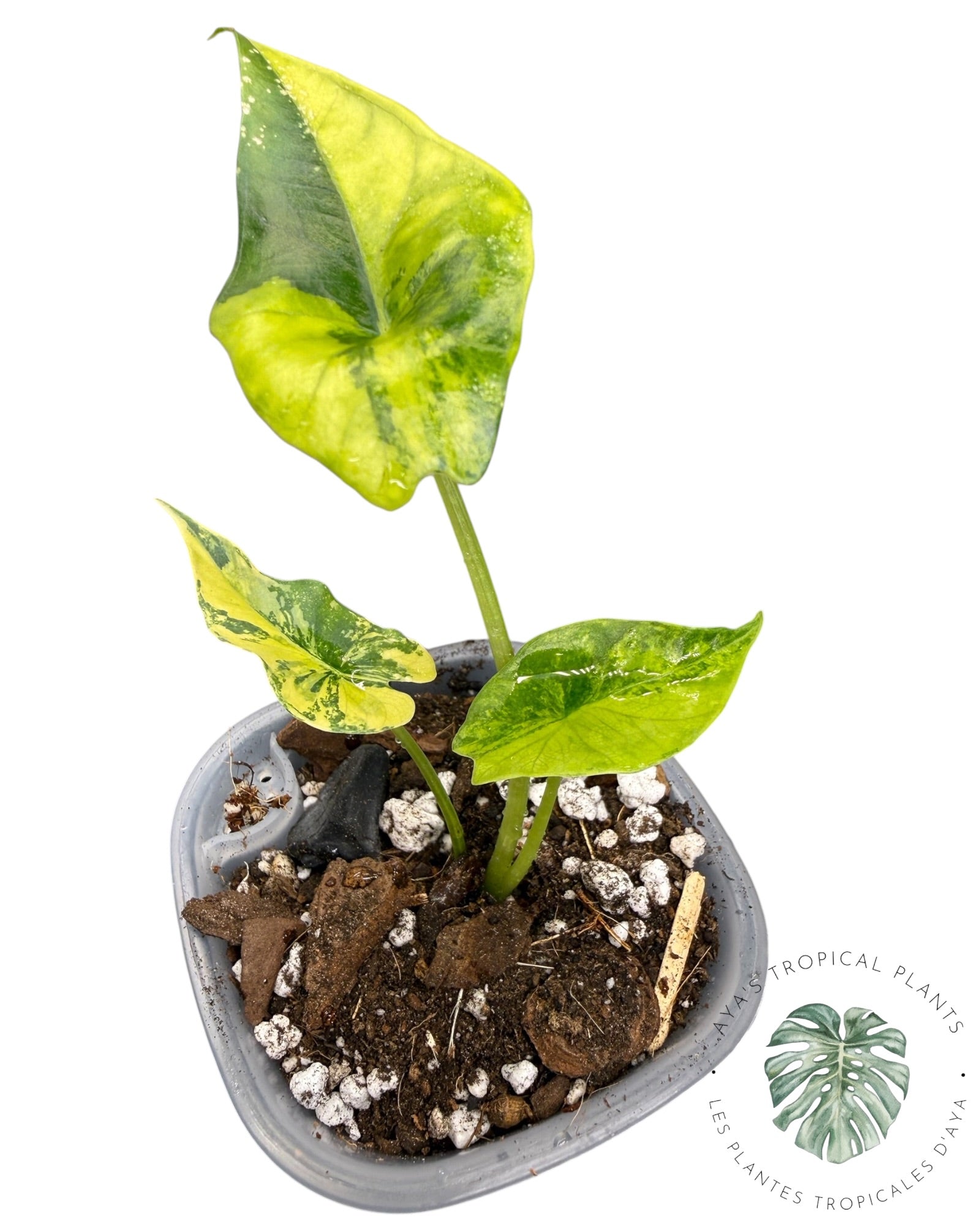 Alocasia Scalprum Aurea Variegated