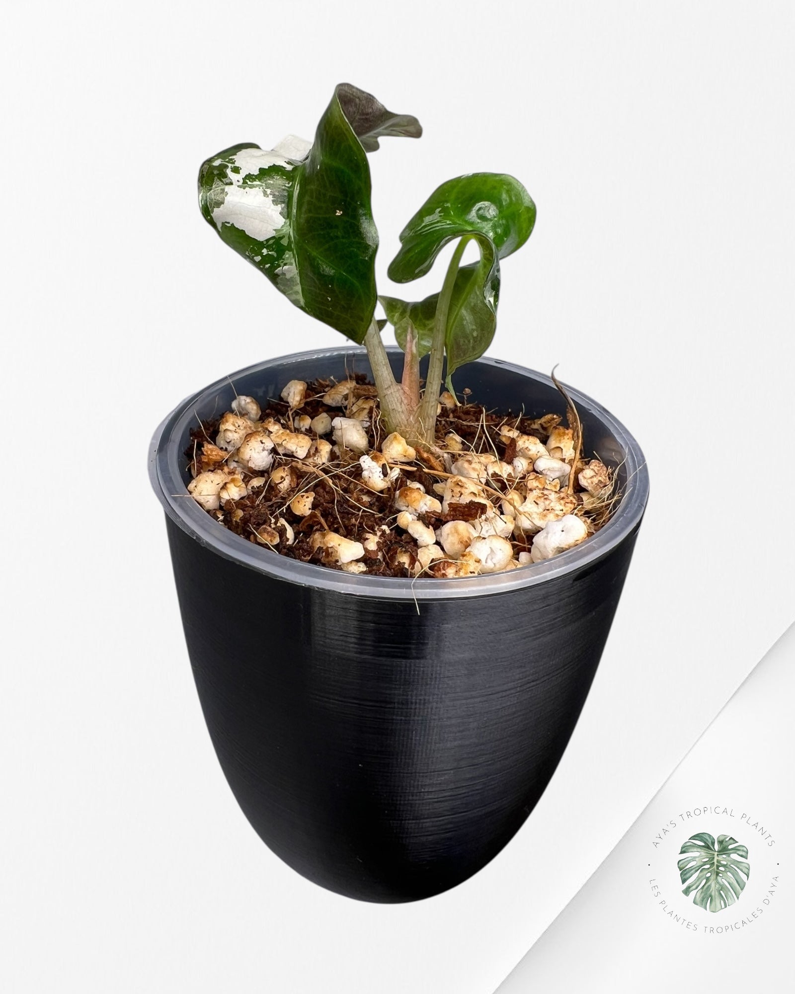 Alocasia Polly Pink Variegated