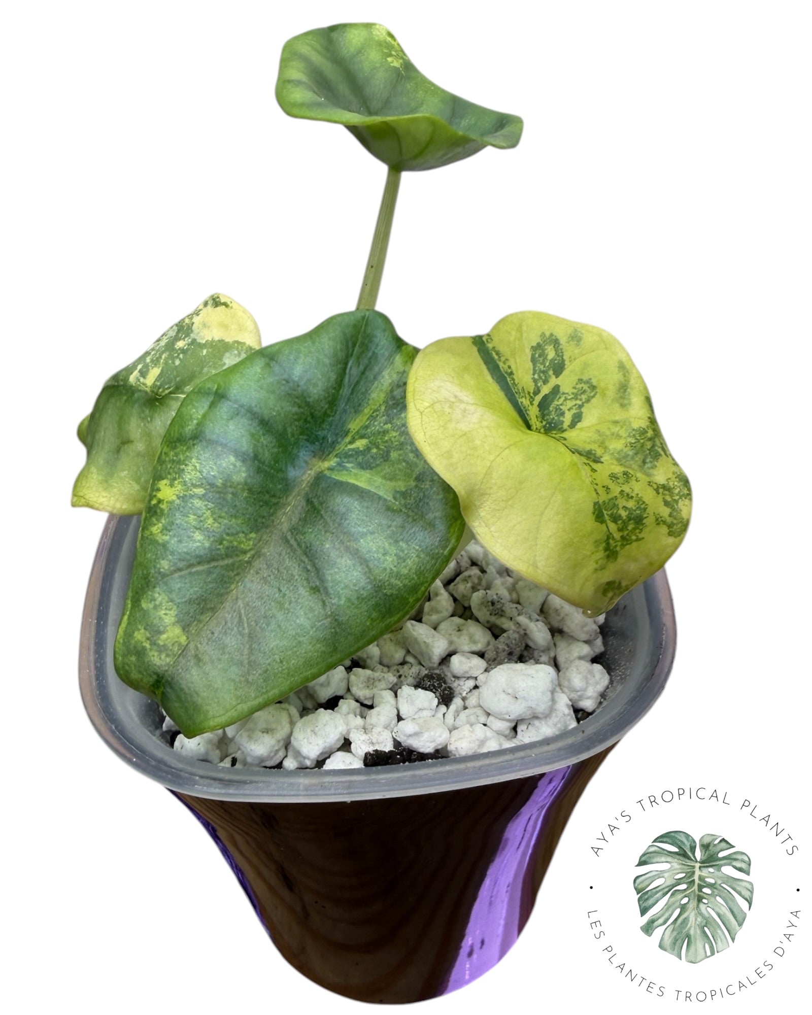 Alocasia Nebula Aurea Variegated