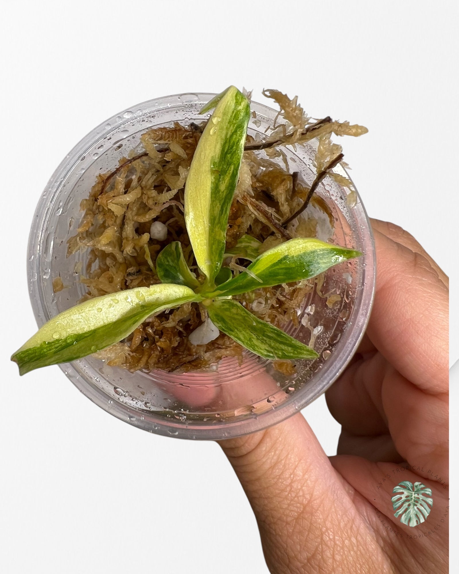 Philodendron Tortum Variegated - TC2
