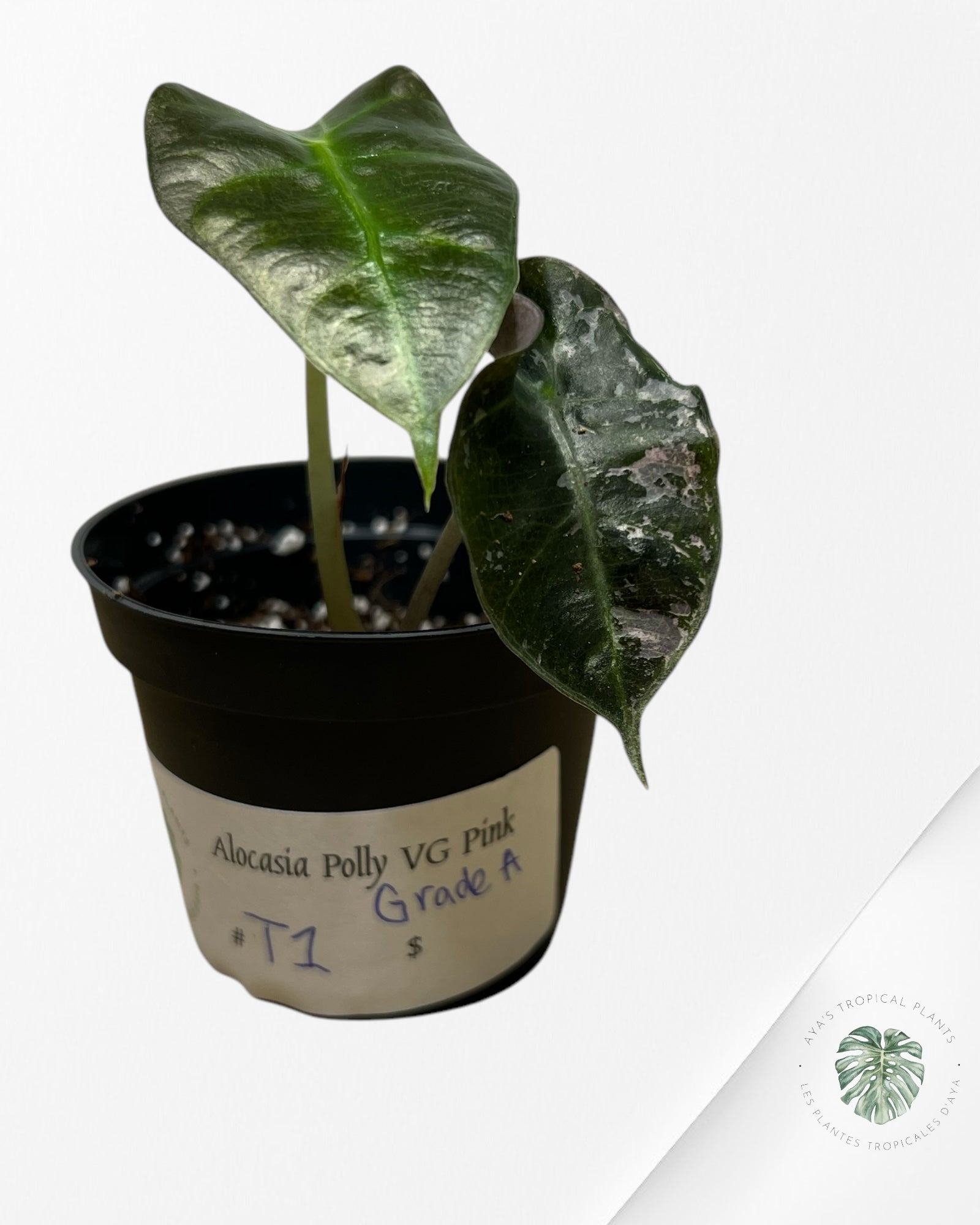 Alocasia Polly Variegata (rose de catégorie A) - T1