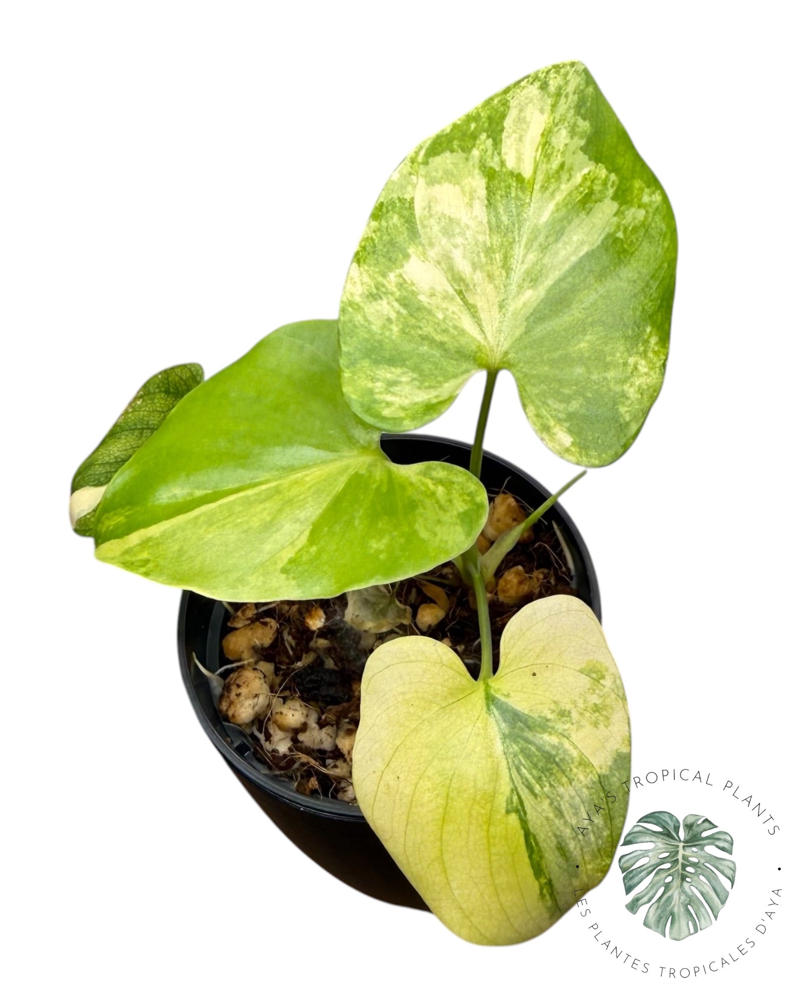 Philodendron Bipinnatifidum Variegated