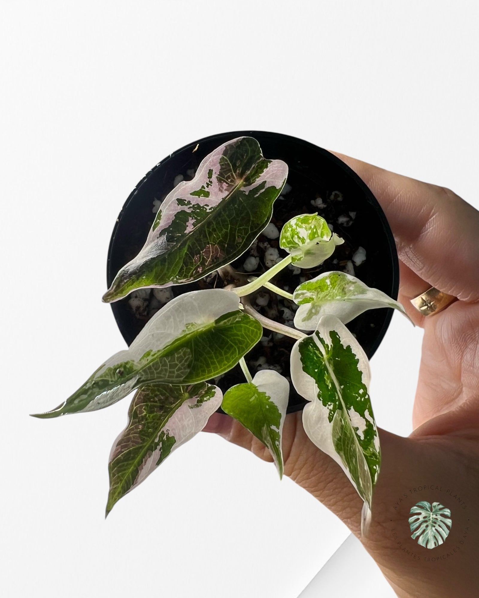 Alocasia Bambino Variegated (pink) - B