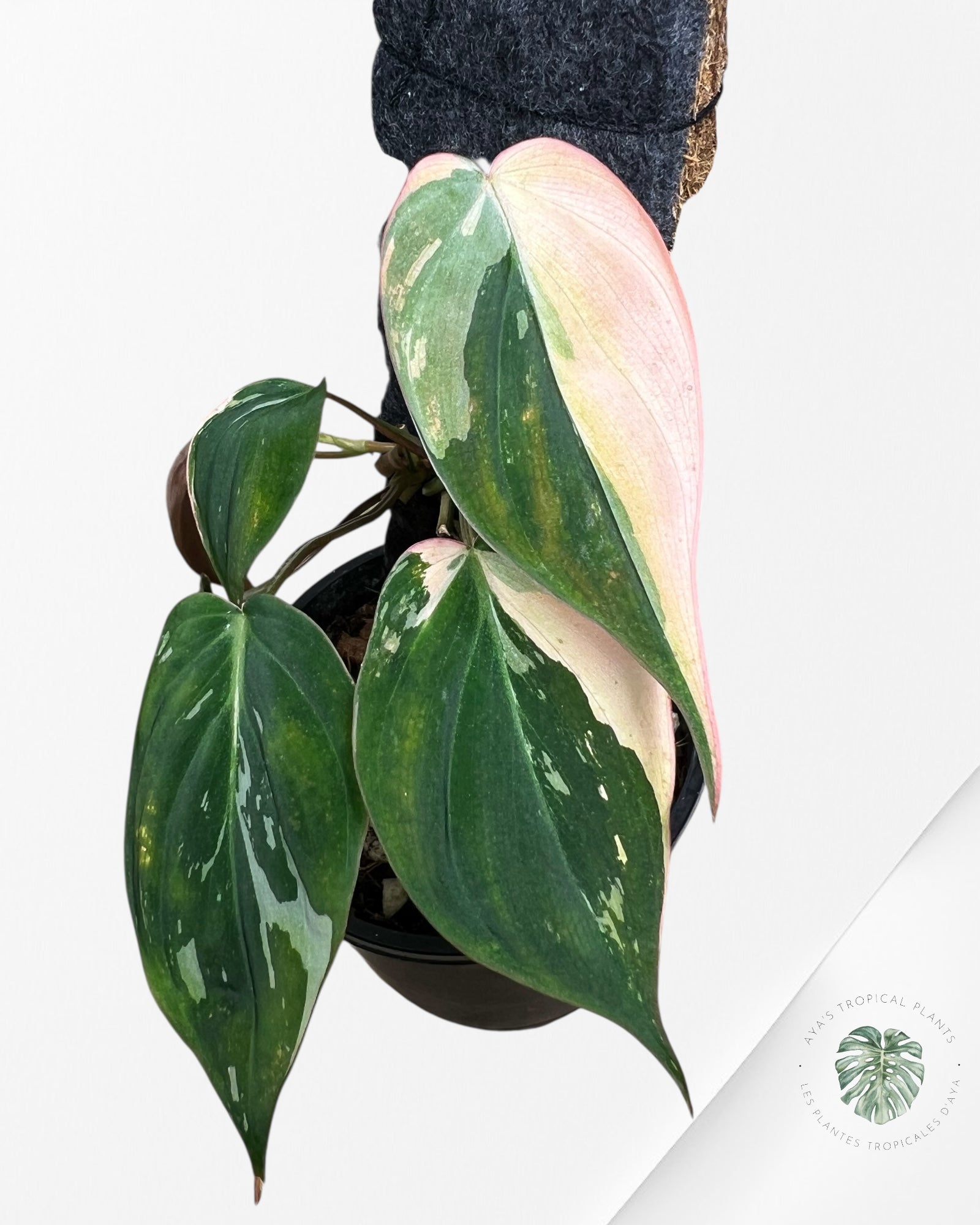 Philodendron Pink Micans variegated - F1