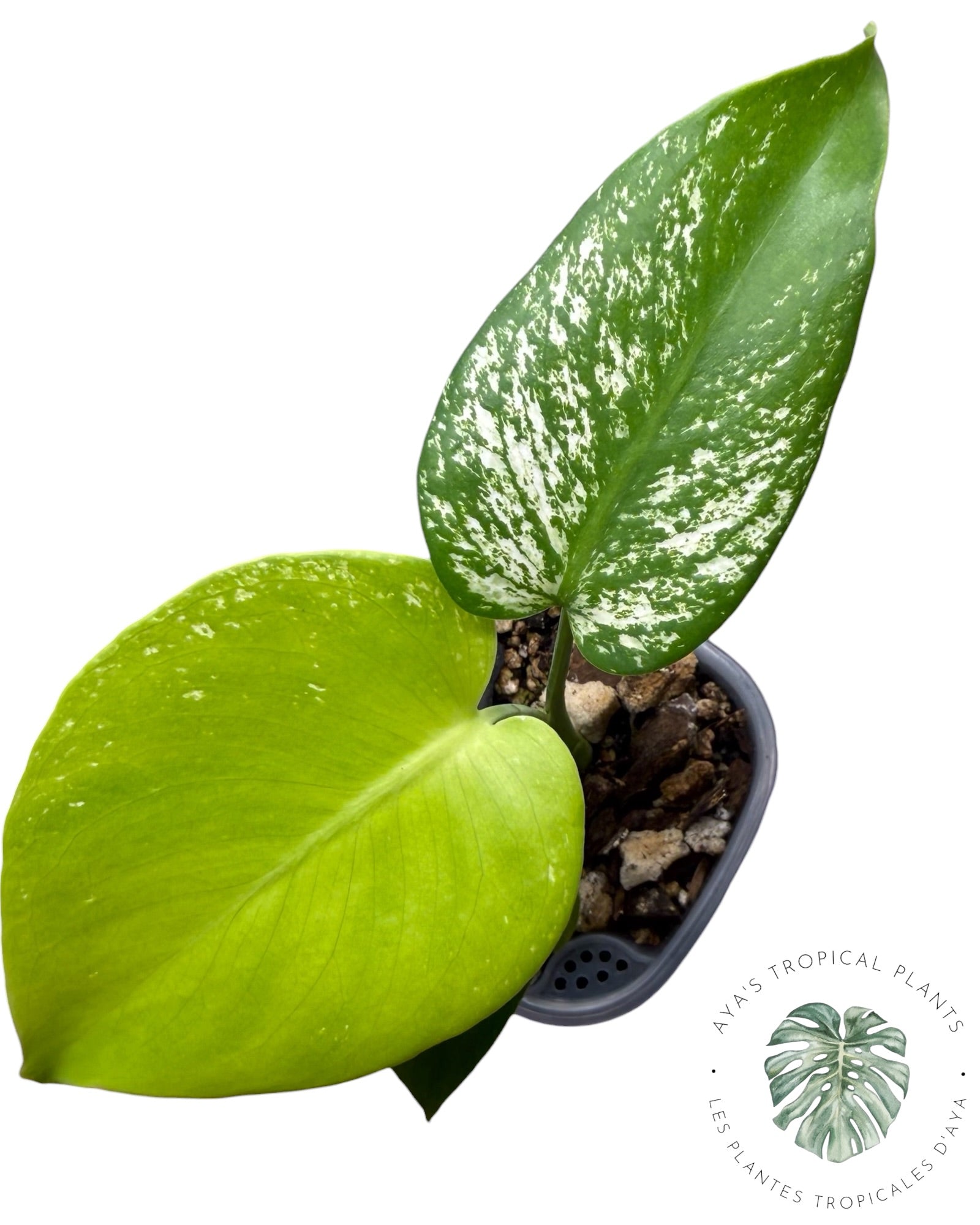 Monstera Deliciosa 'Devil Monster'