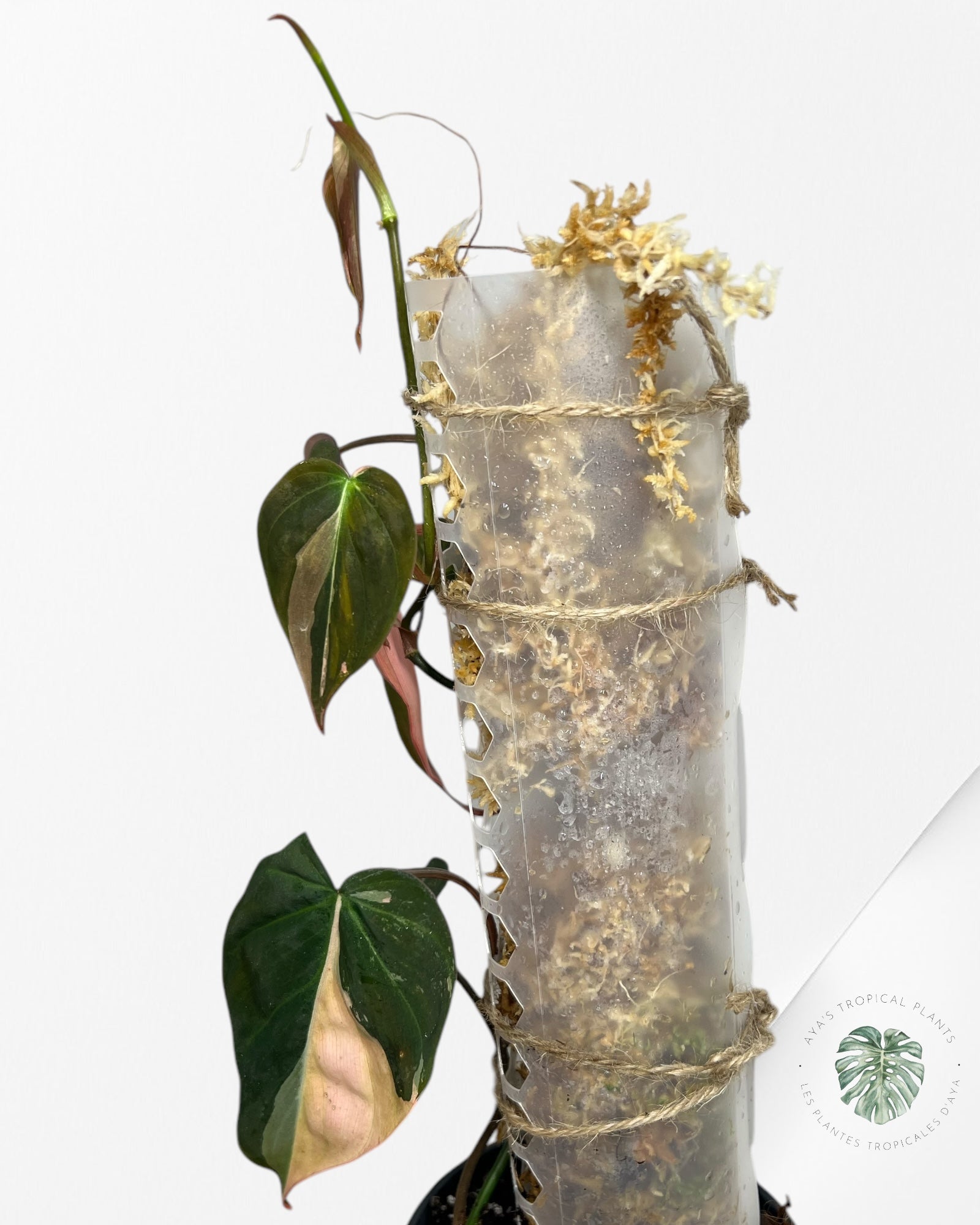 Philodendron Pink Micans PPM06