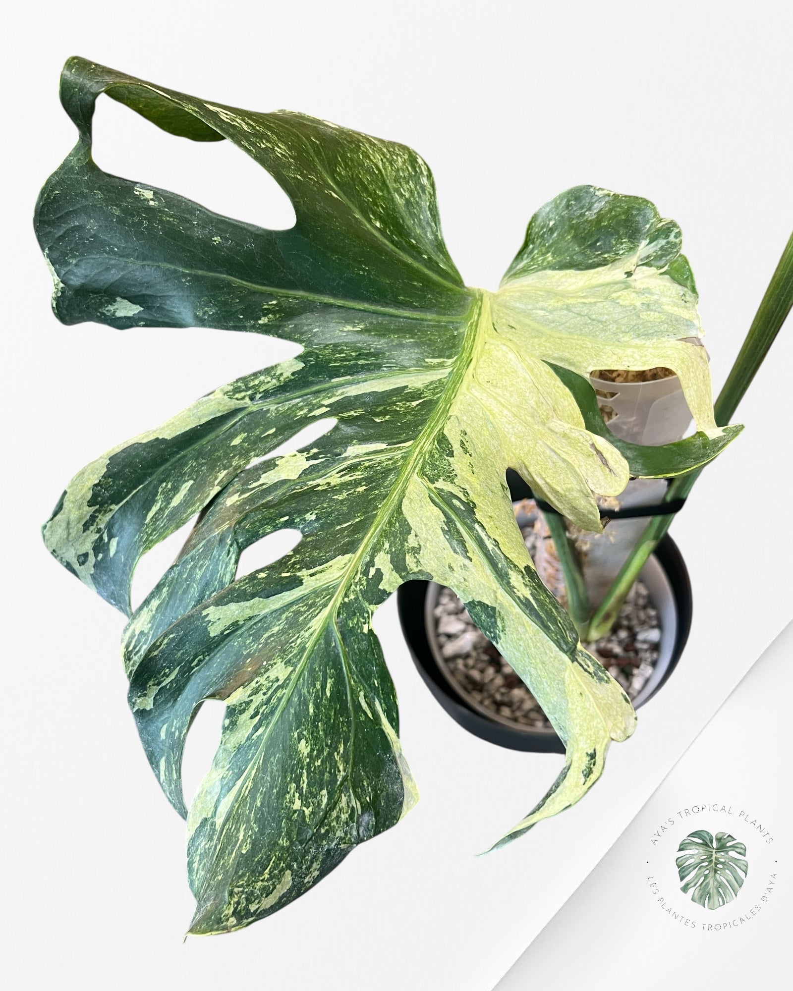 Monstera Ocean Mint