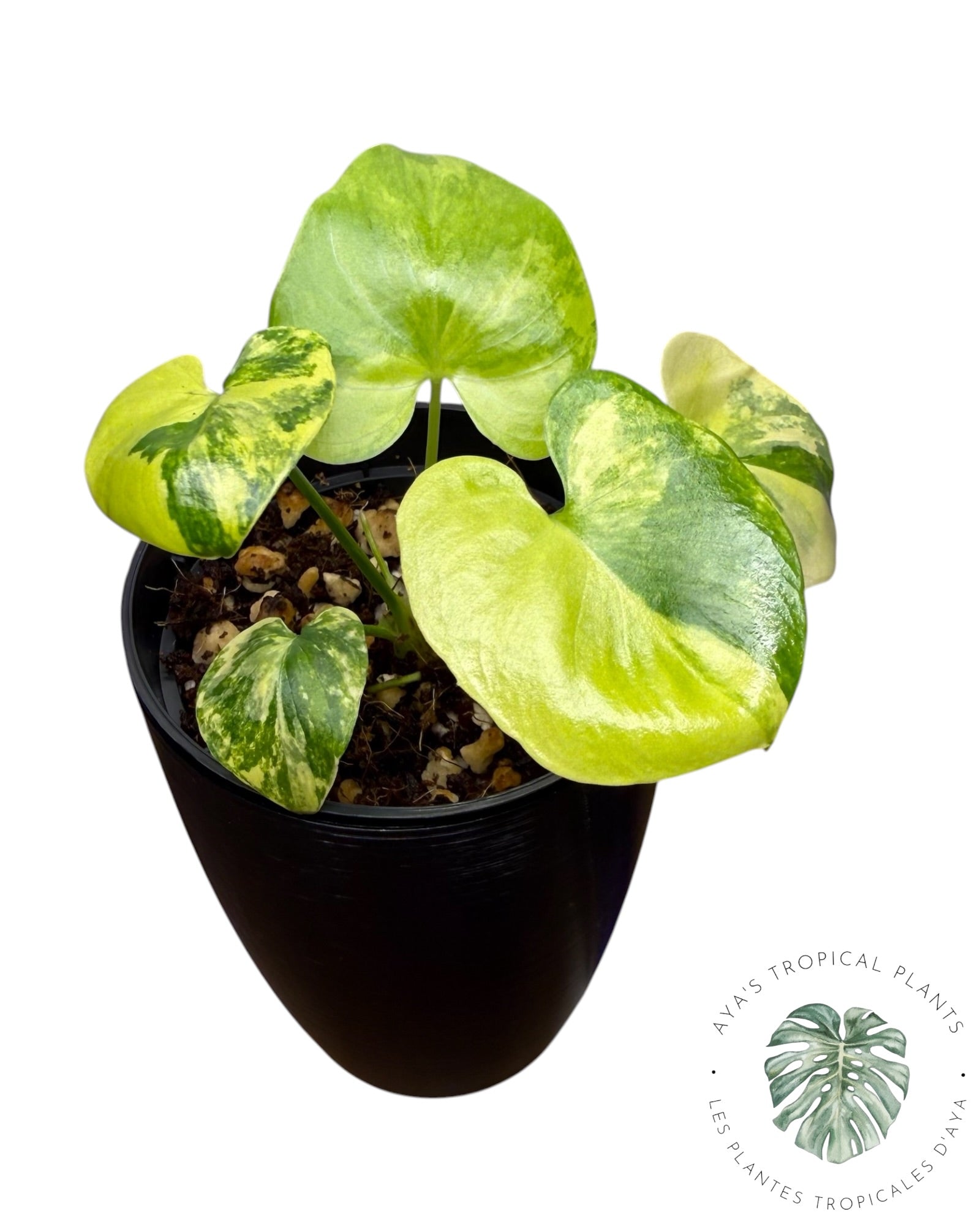 Philodendron Bipinnatifidum Variegated