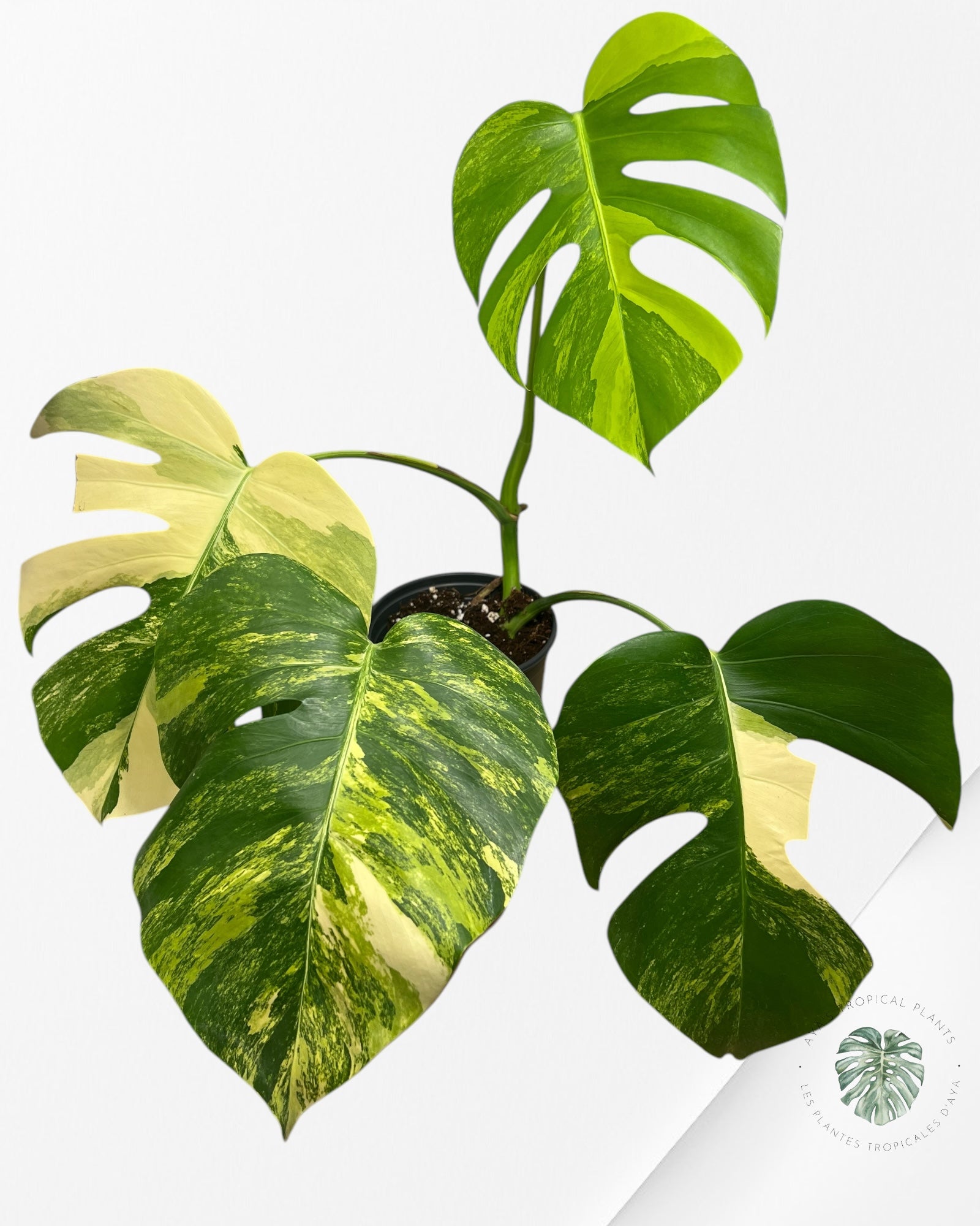 Monstera Aurea - AU7