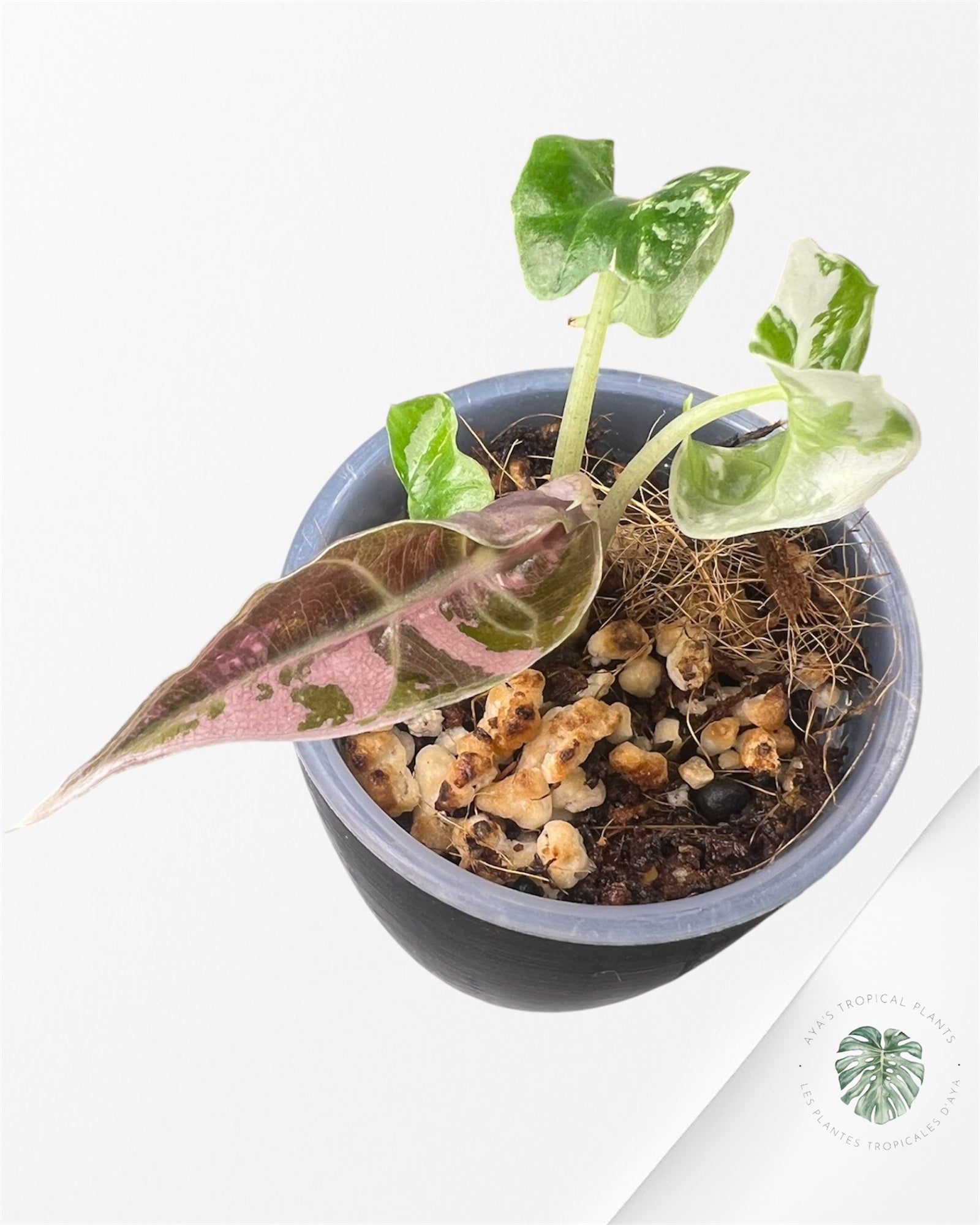 Alocasia Polly Pink Variegated