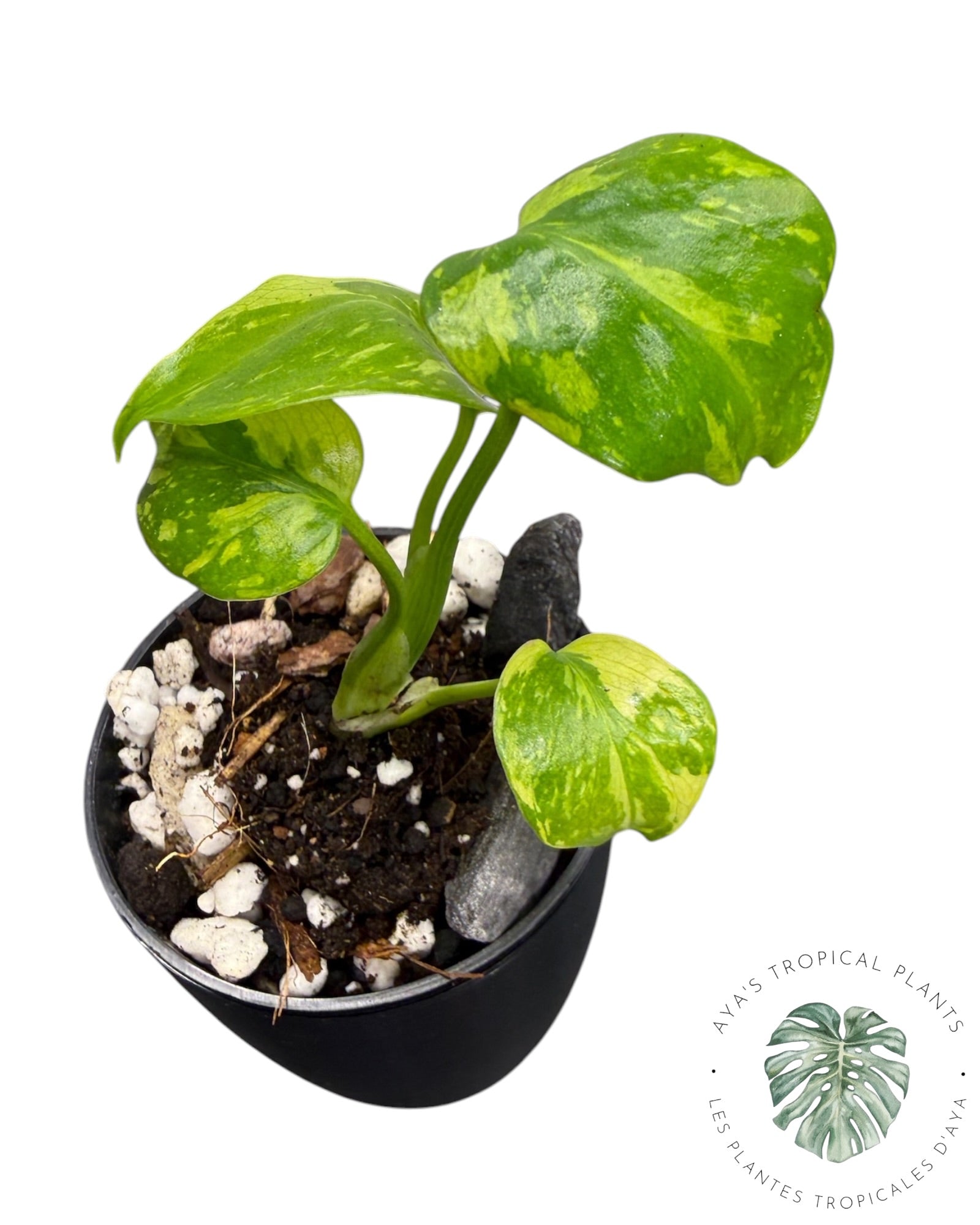 Monstera Deliciosa Electrolyte KING