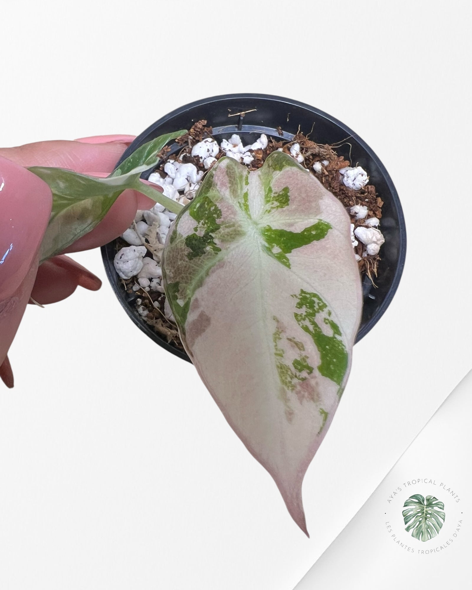 Alocasia Black Velvet Pink Variegated - 4