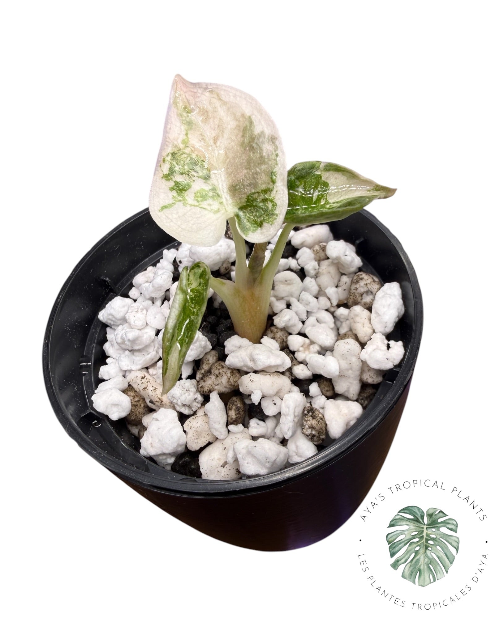 Alocasia Cuprea Pink Albo Variegated